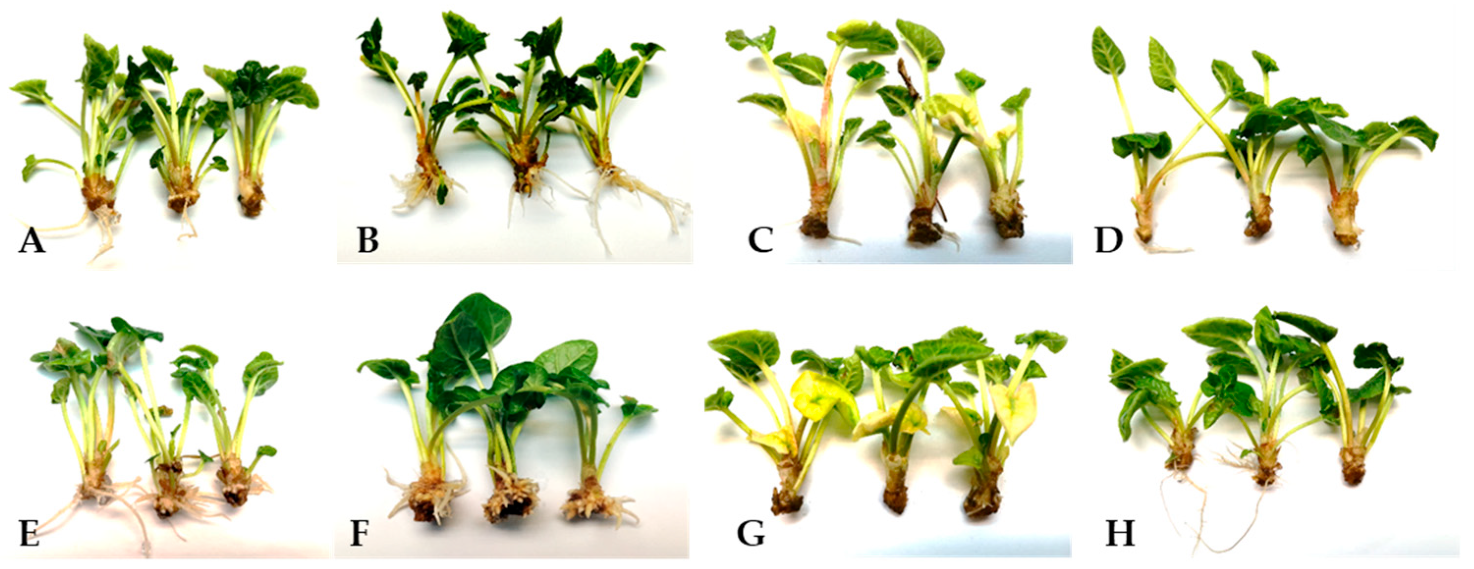 Ijms 26 09429 g003 Ijms 26 09429 g003