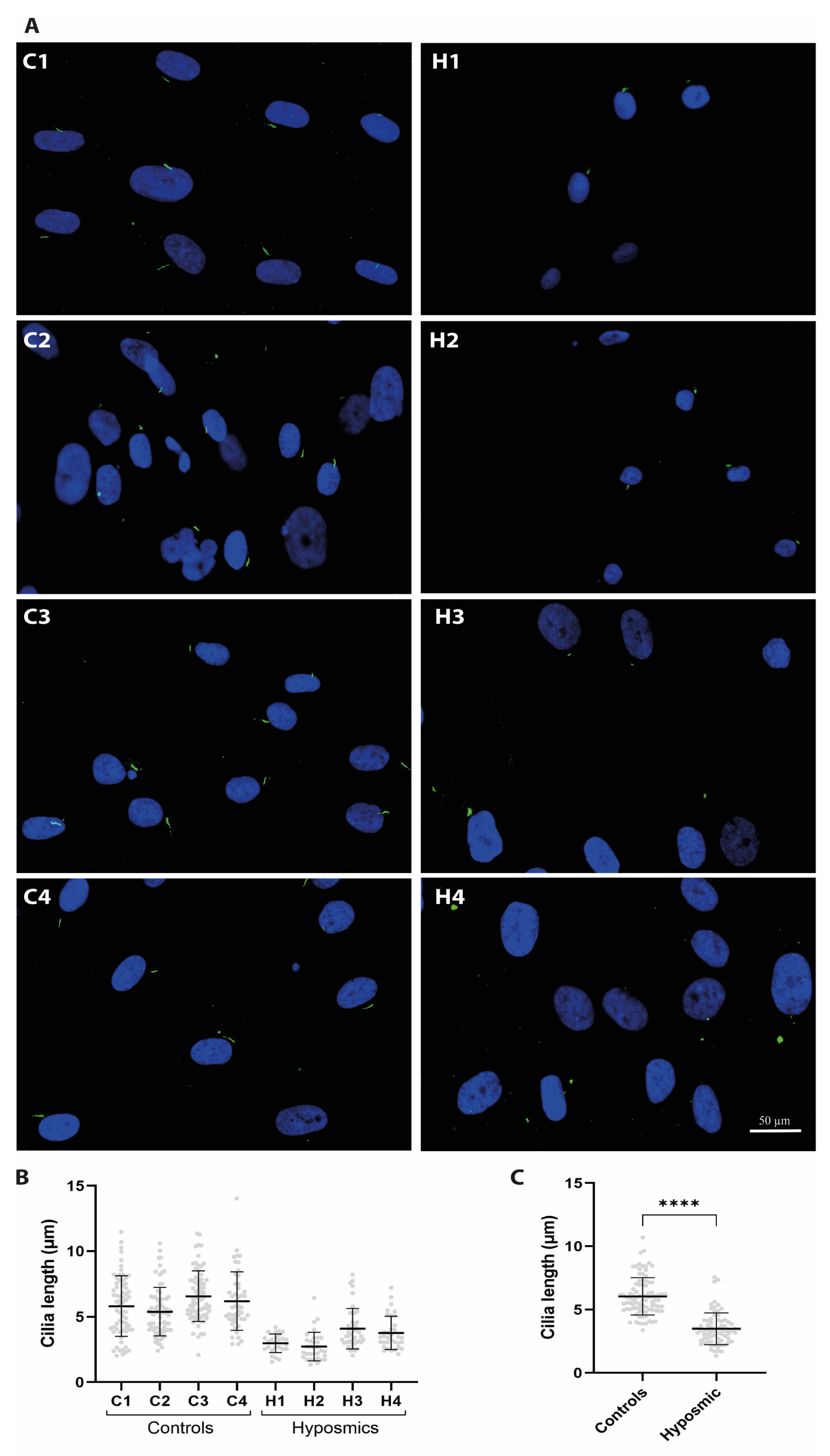 Ijms 26 09435 g004 Ijms 26 09435 g004
