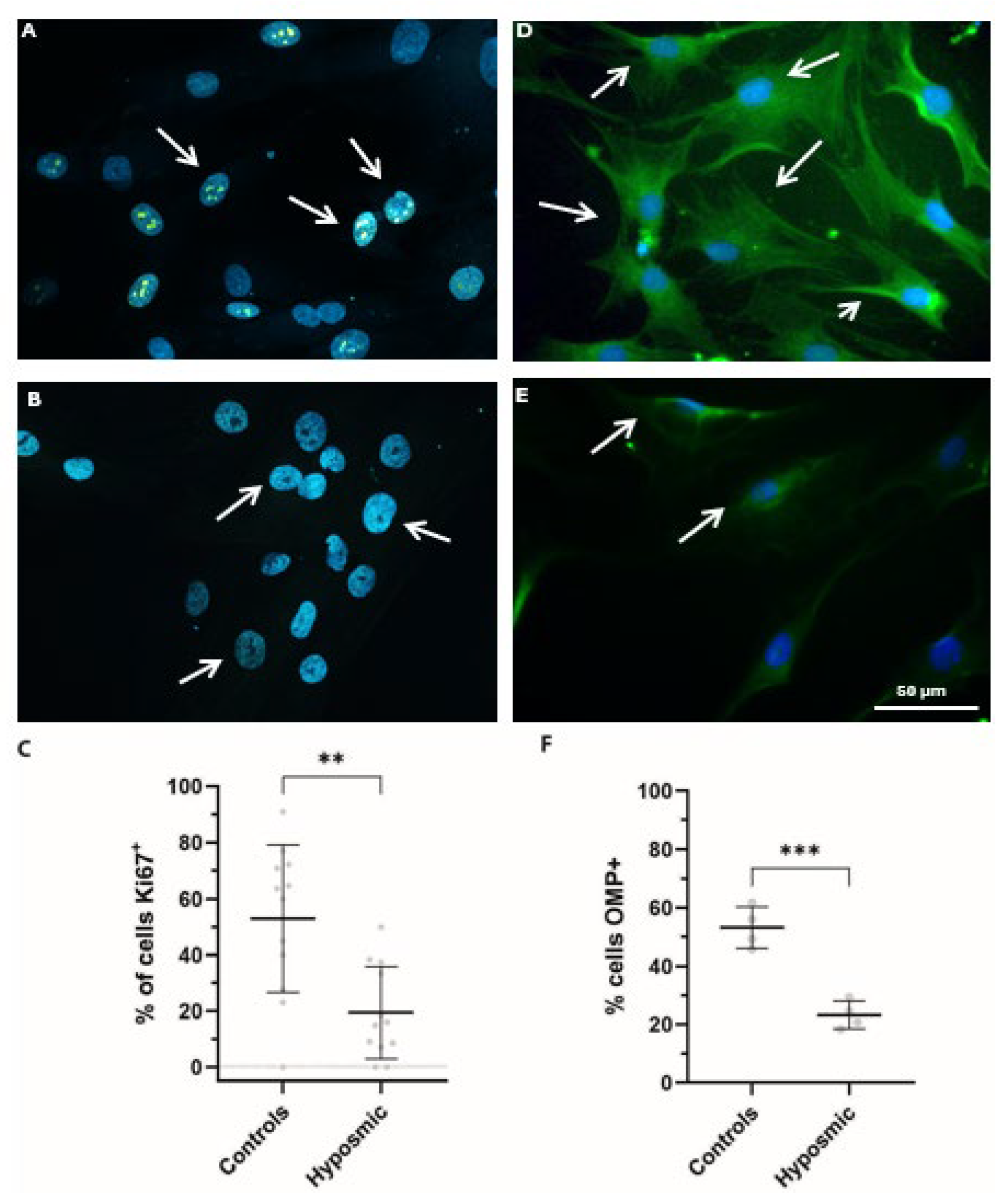 Ijms 26 09435 g007 Ijms 26 09435 g007