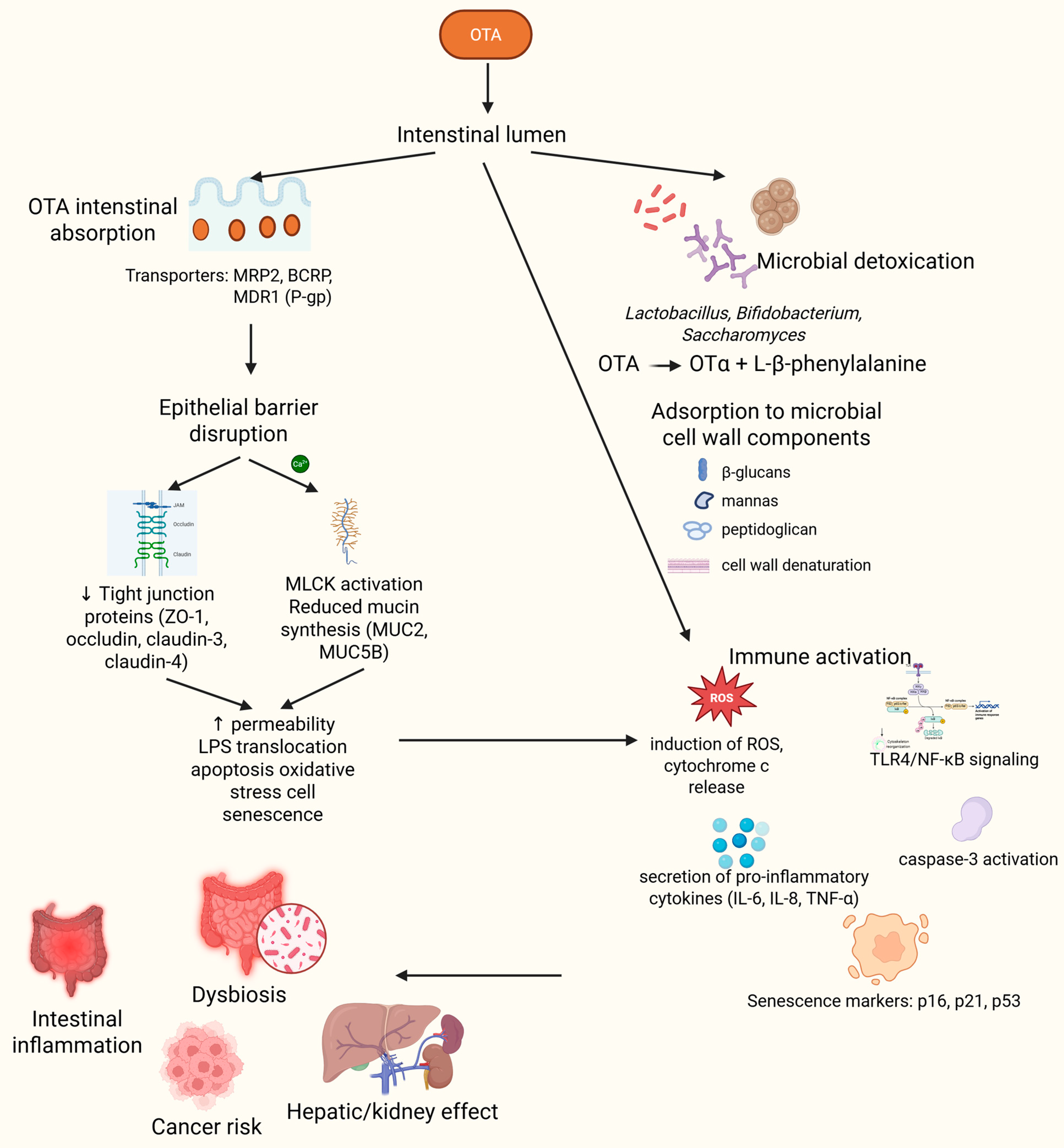 Ijms 26 09438 g002 Ijms 26 09438 g002