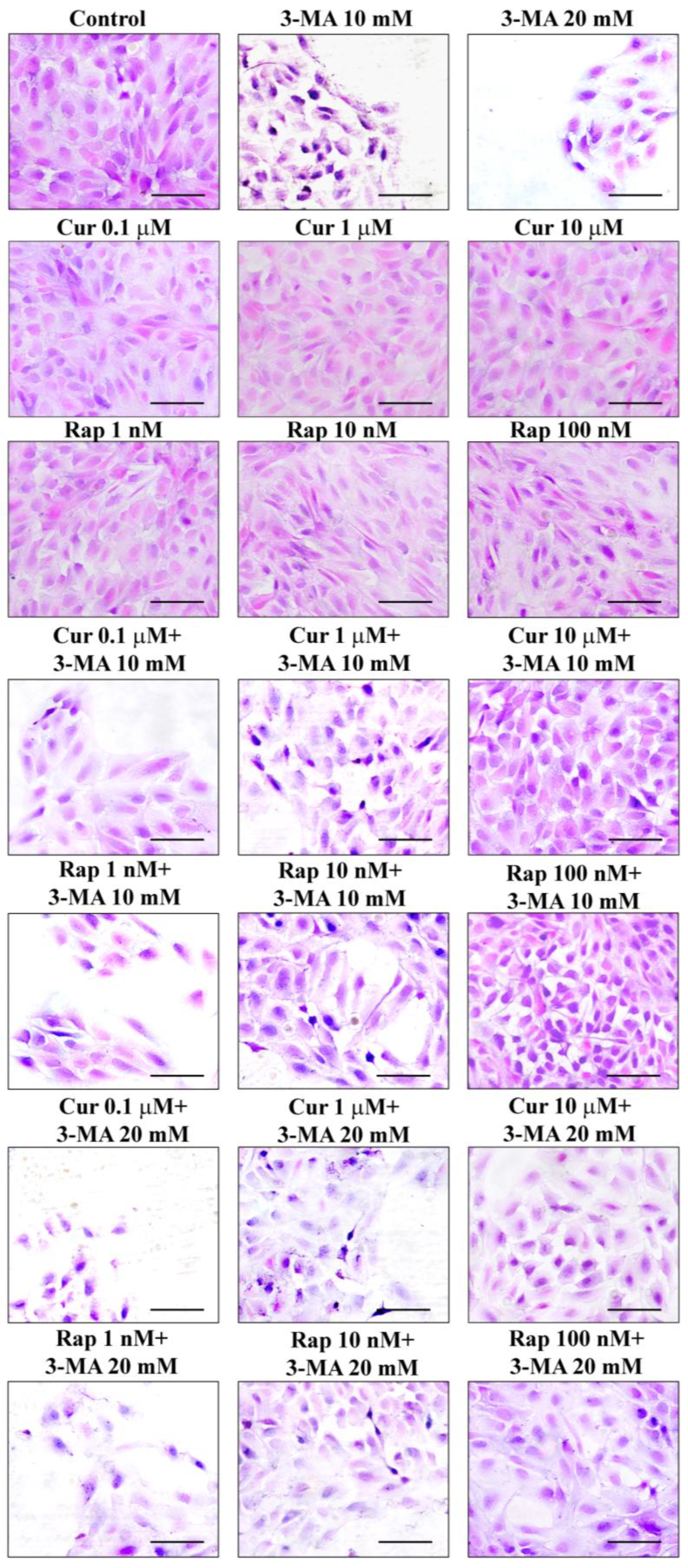 Ijms 26 09442 g001 Ijms 26 09442 g001