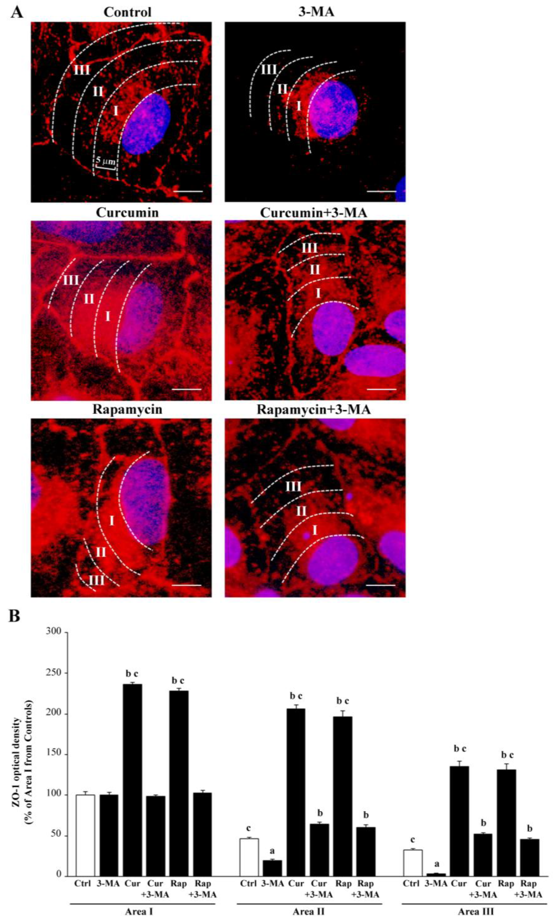 Ijms 26 09442 g004 Ijms 26 09442 g004