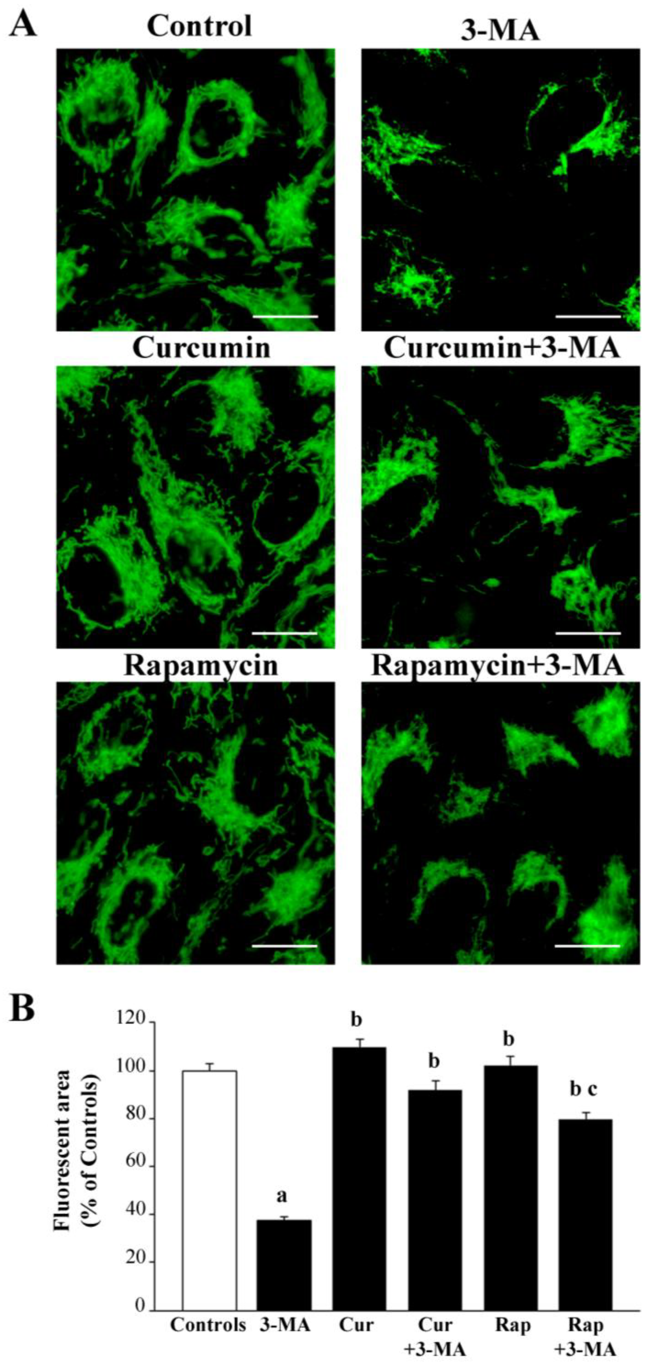 Ijms 26 09442 g005 Ijms 26 09442 g005
