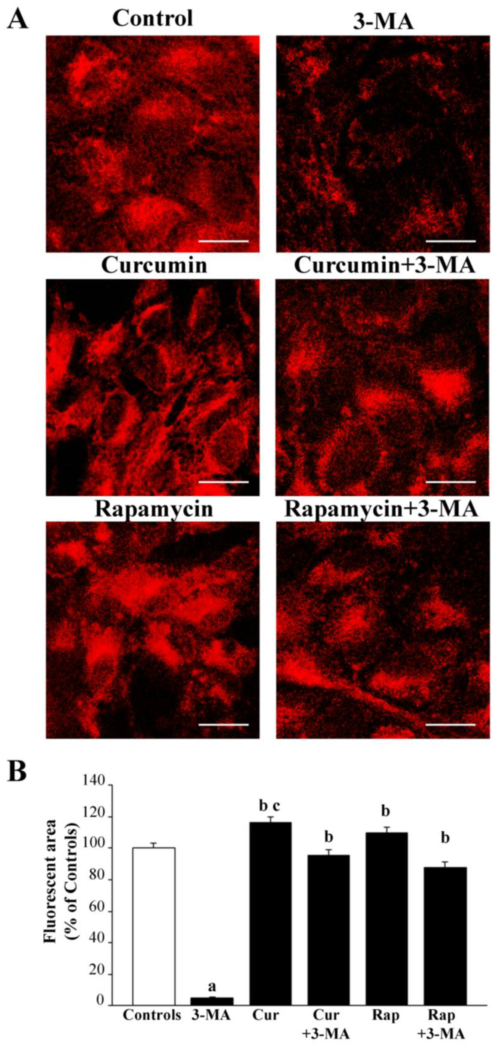 Ijms 26 09442 g006 Ijms 26 09442 g006