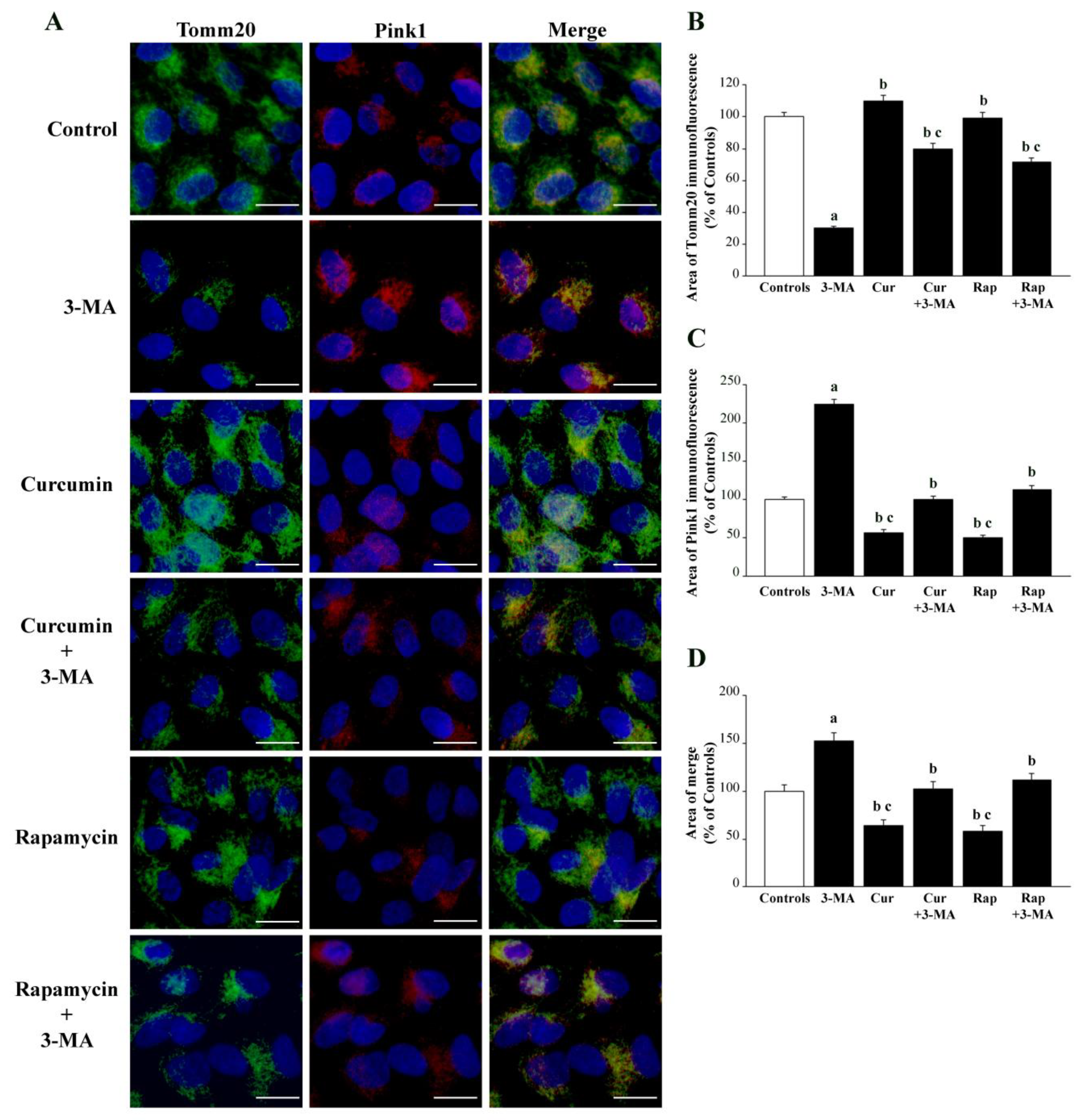 Ijms 26 09442 g007 Ijms 26 09442 g007