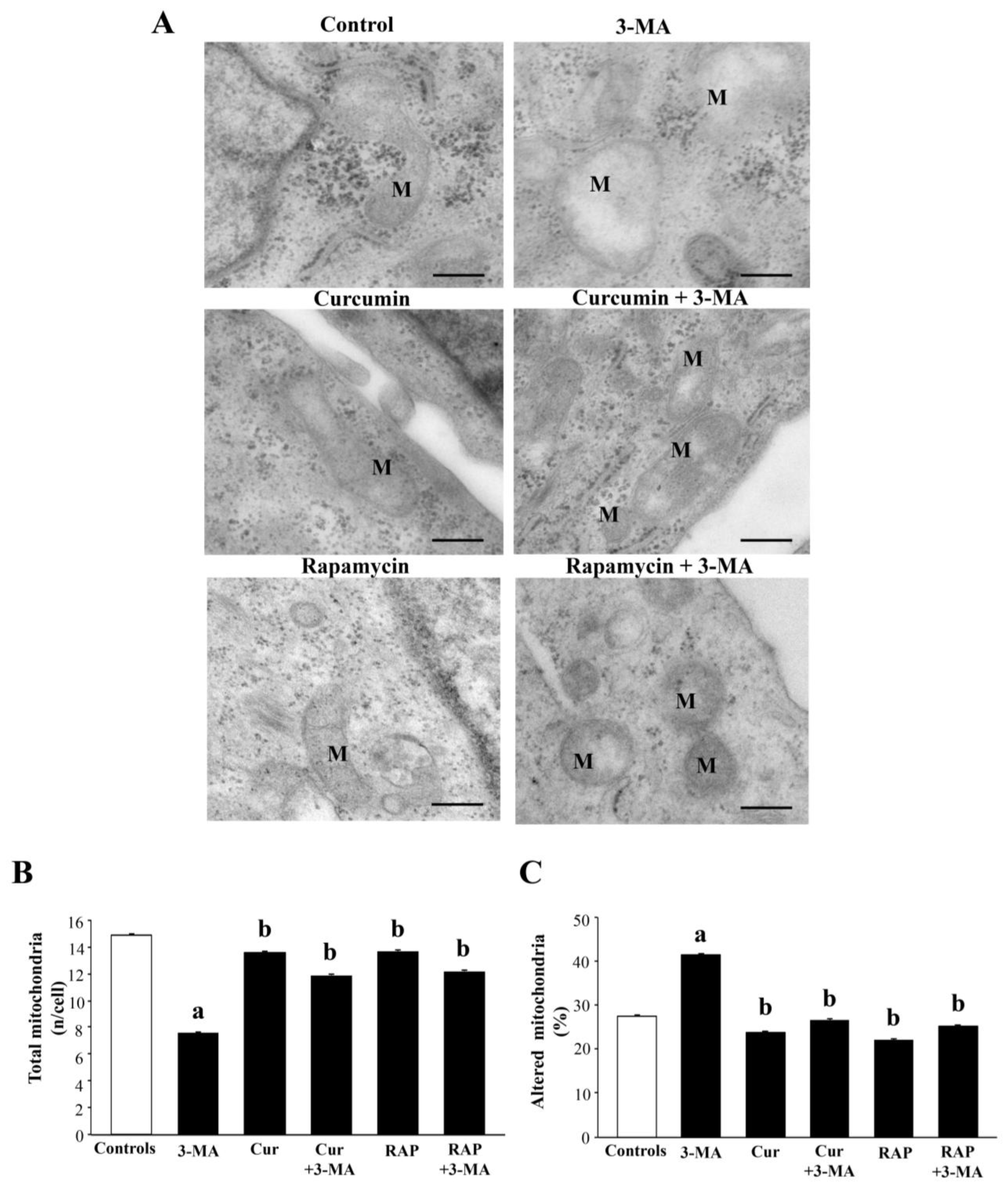 Ijms 26 09442 g009 Ijms 26 09442 g009