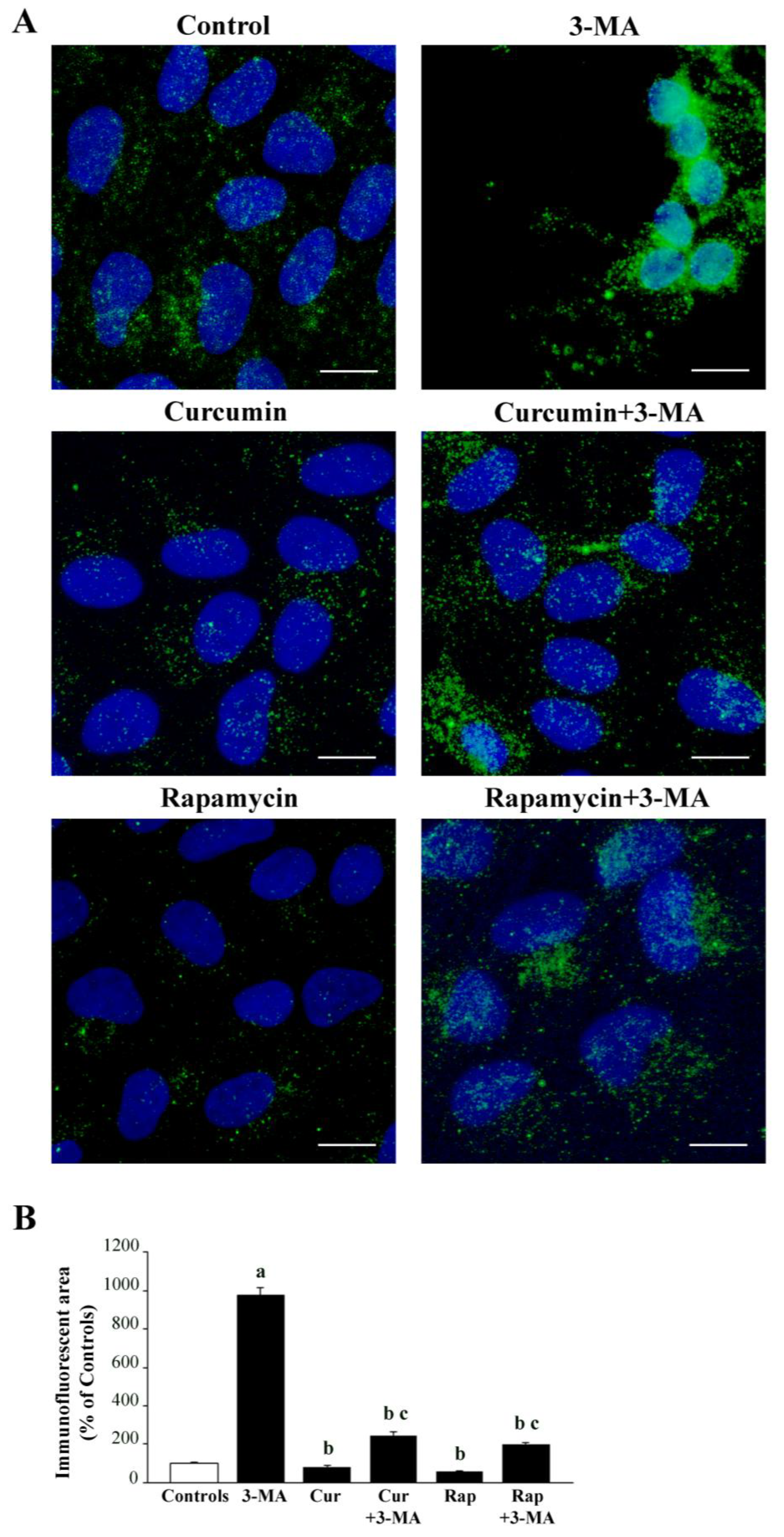 Ijms 26 09442 g011 Ijms 26 09442 g011