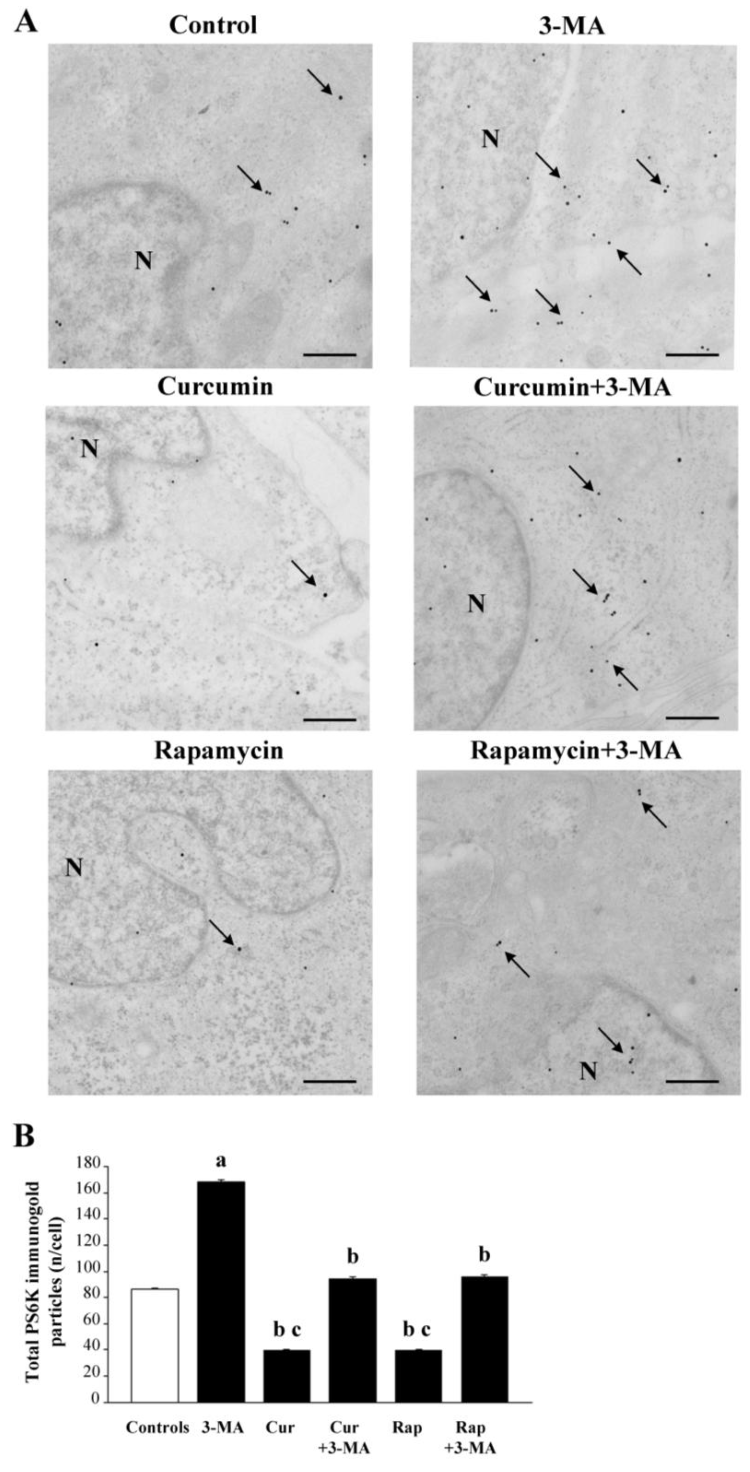 Ijms 26 09442 g012 Ijms 26 09442 g012