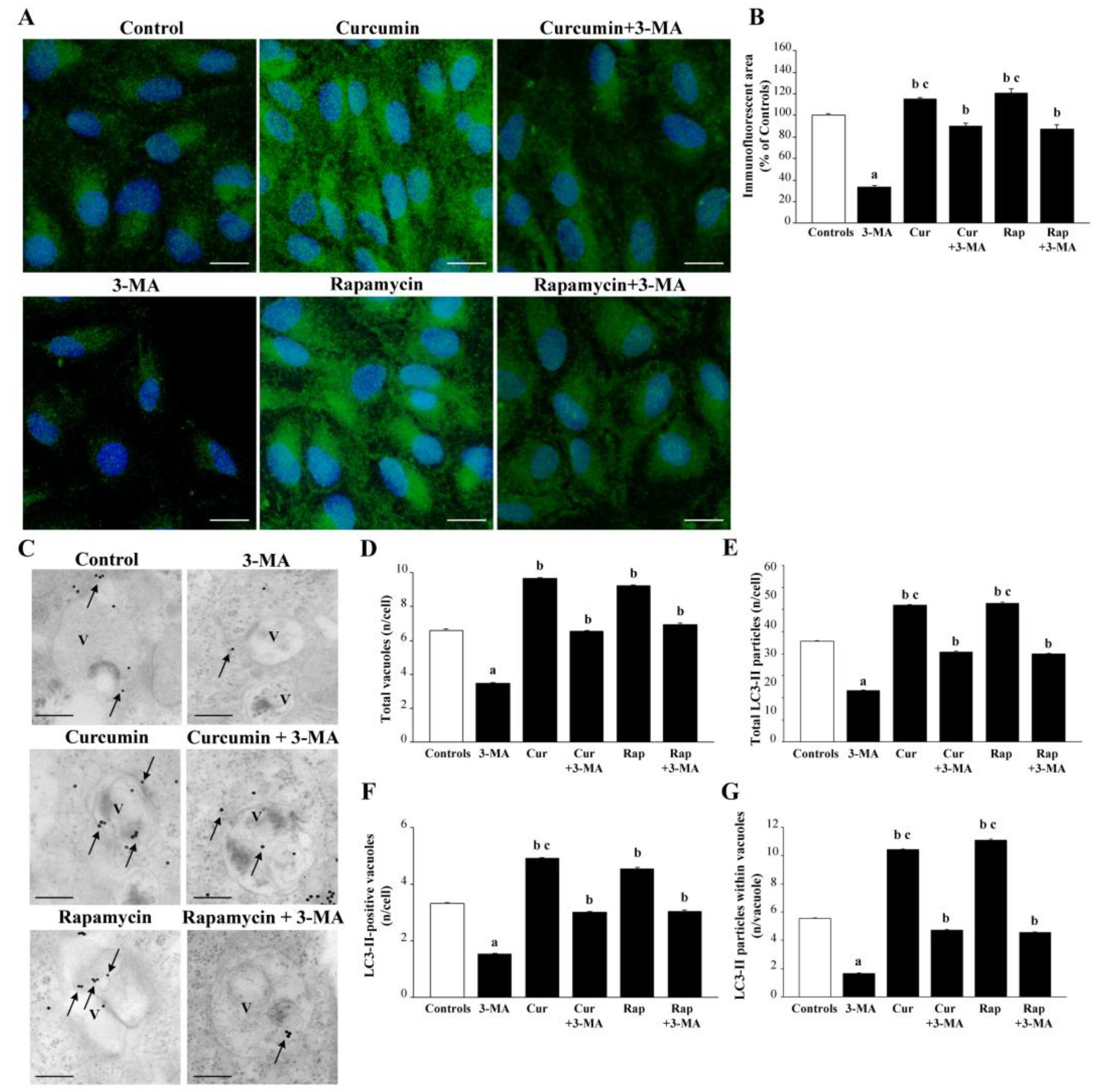Ijms 26 09442 g013 Ijms 26 09442 g013