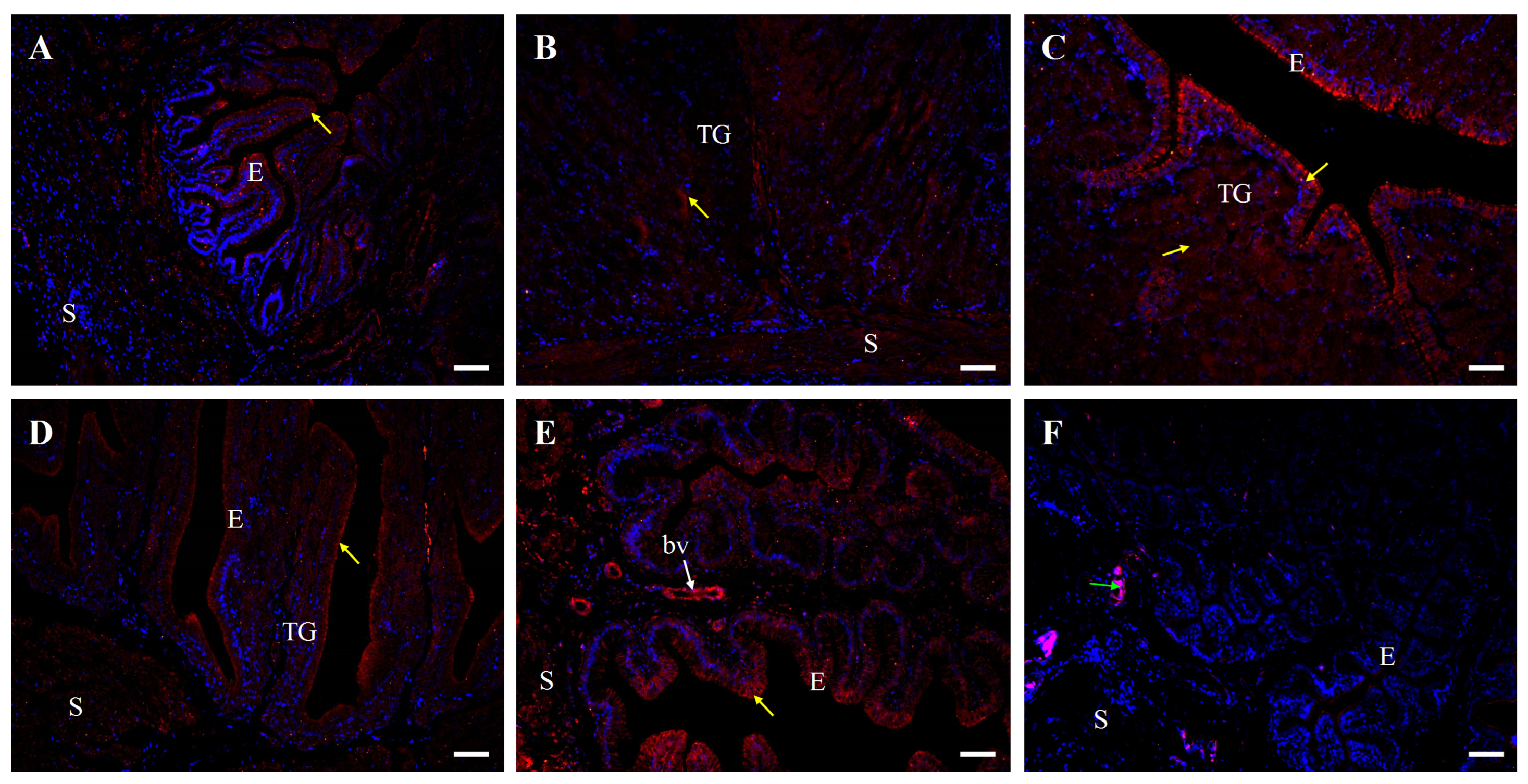 Ijms 26 09451 g006 Ijms 26 09451 g006