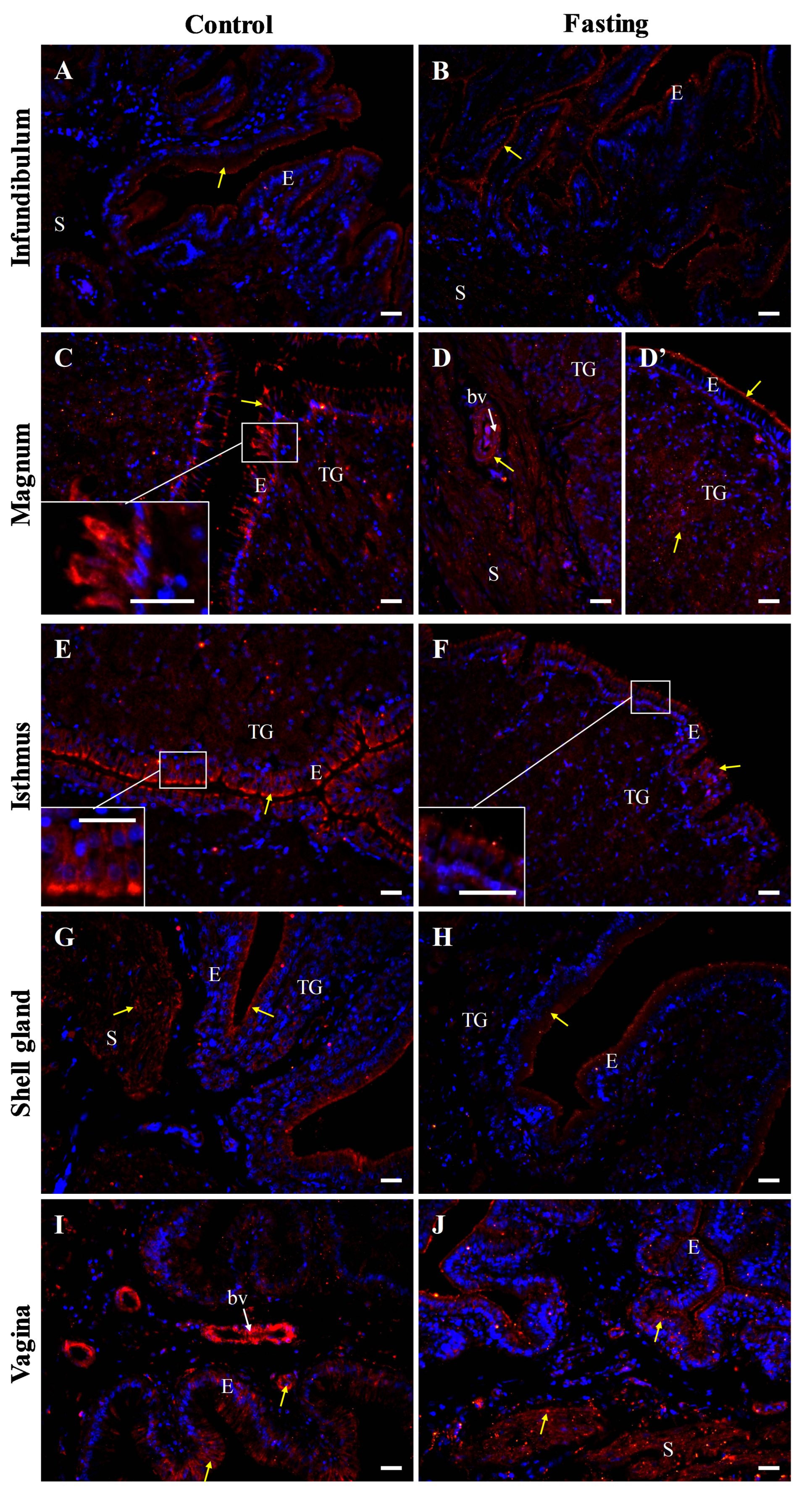 Ijms 26 09451 g007 Ijms 26 09451 g007