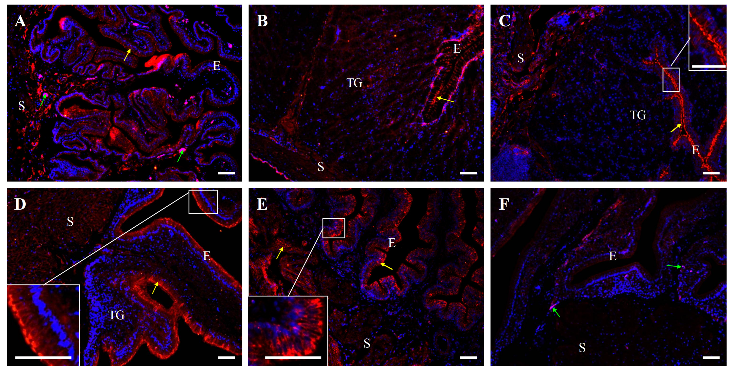Ijms 26 09451 g008 Ijms 26 09451 g008
