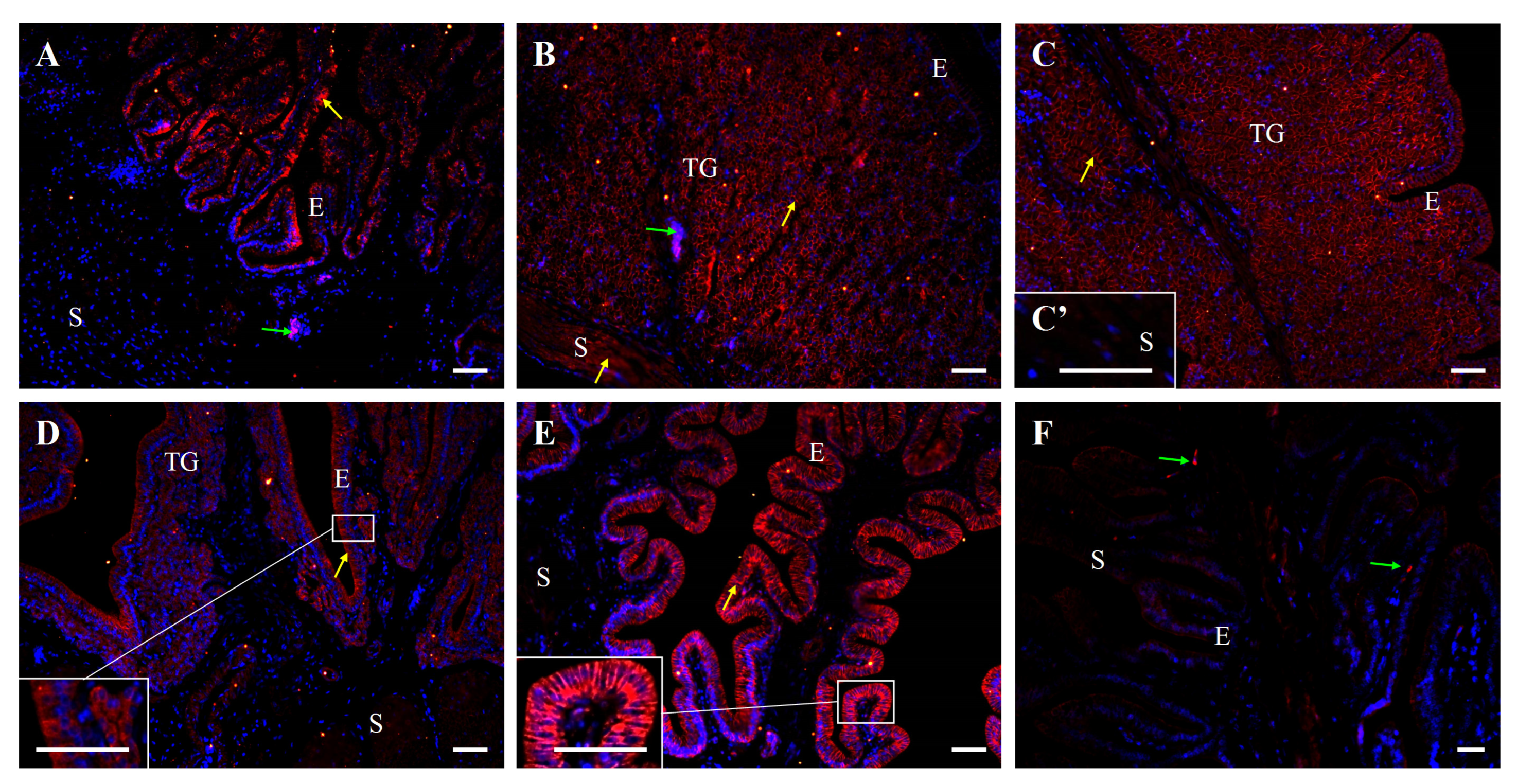 Ijms 26 09451 g010 Ijms 26 09451 g010