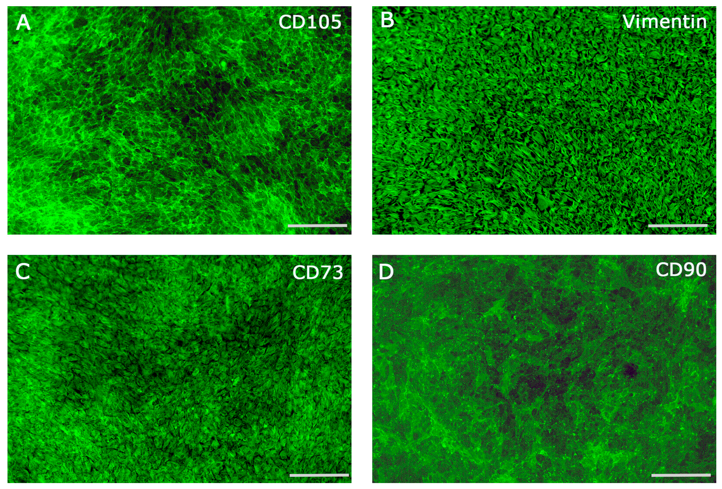 Ijms 26 09459 g001 Ijms 26 09459 g001