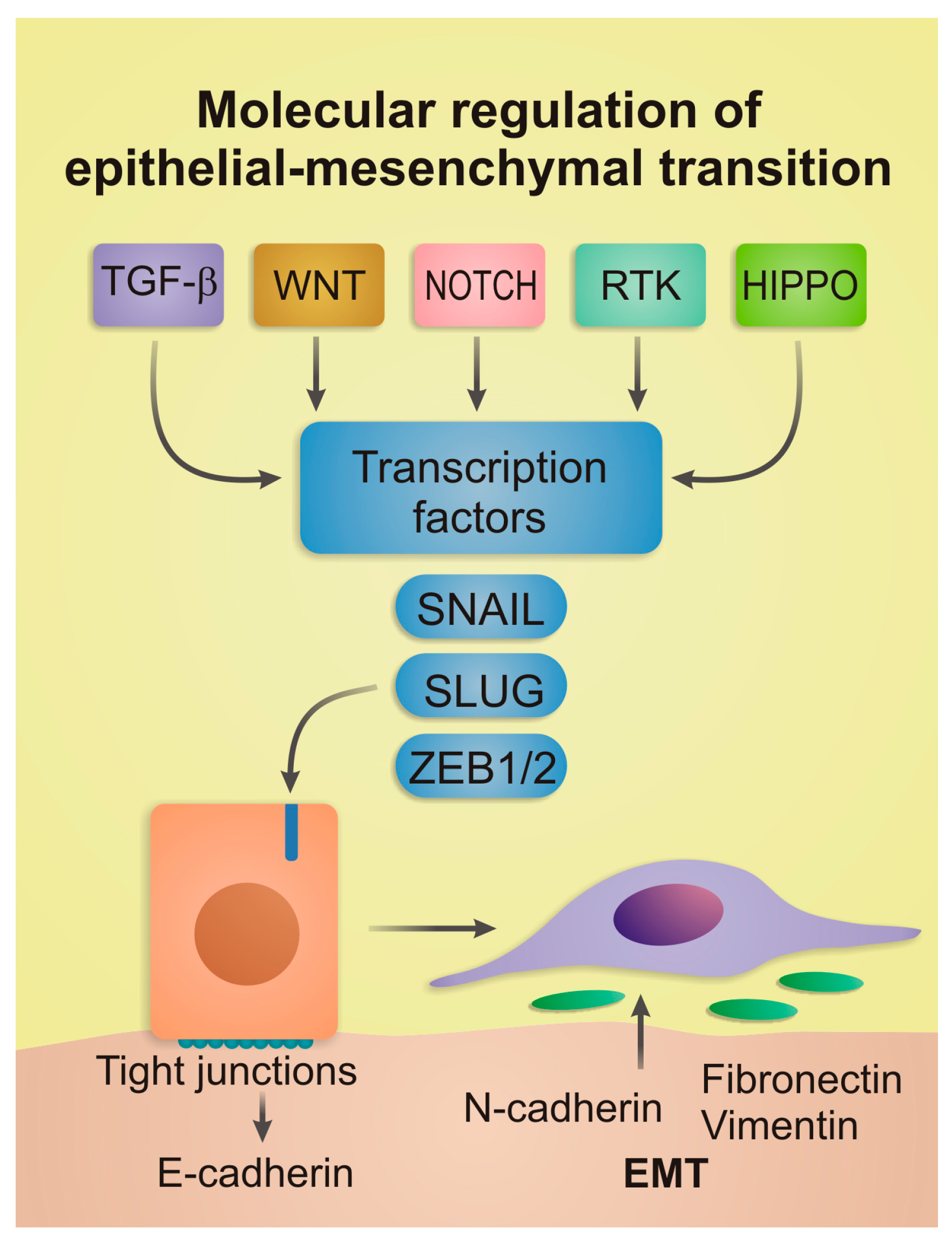 Ijms 26 09476 g001 Ijms 26 09476 g001