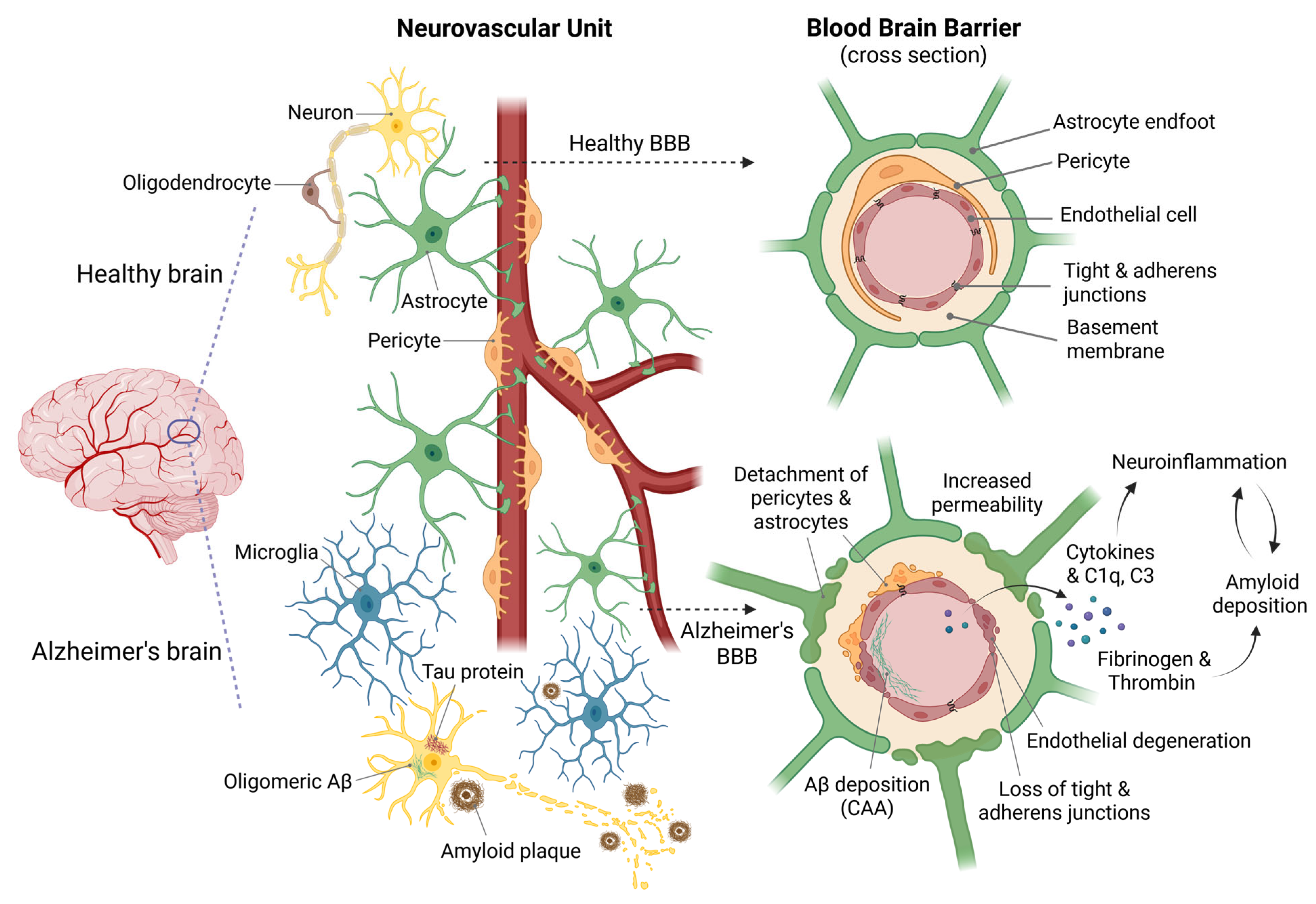 Ijms 26 09478 g001 Ijms 26 09478 g001