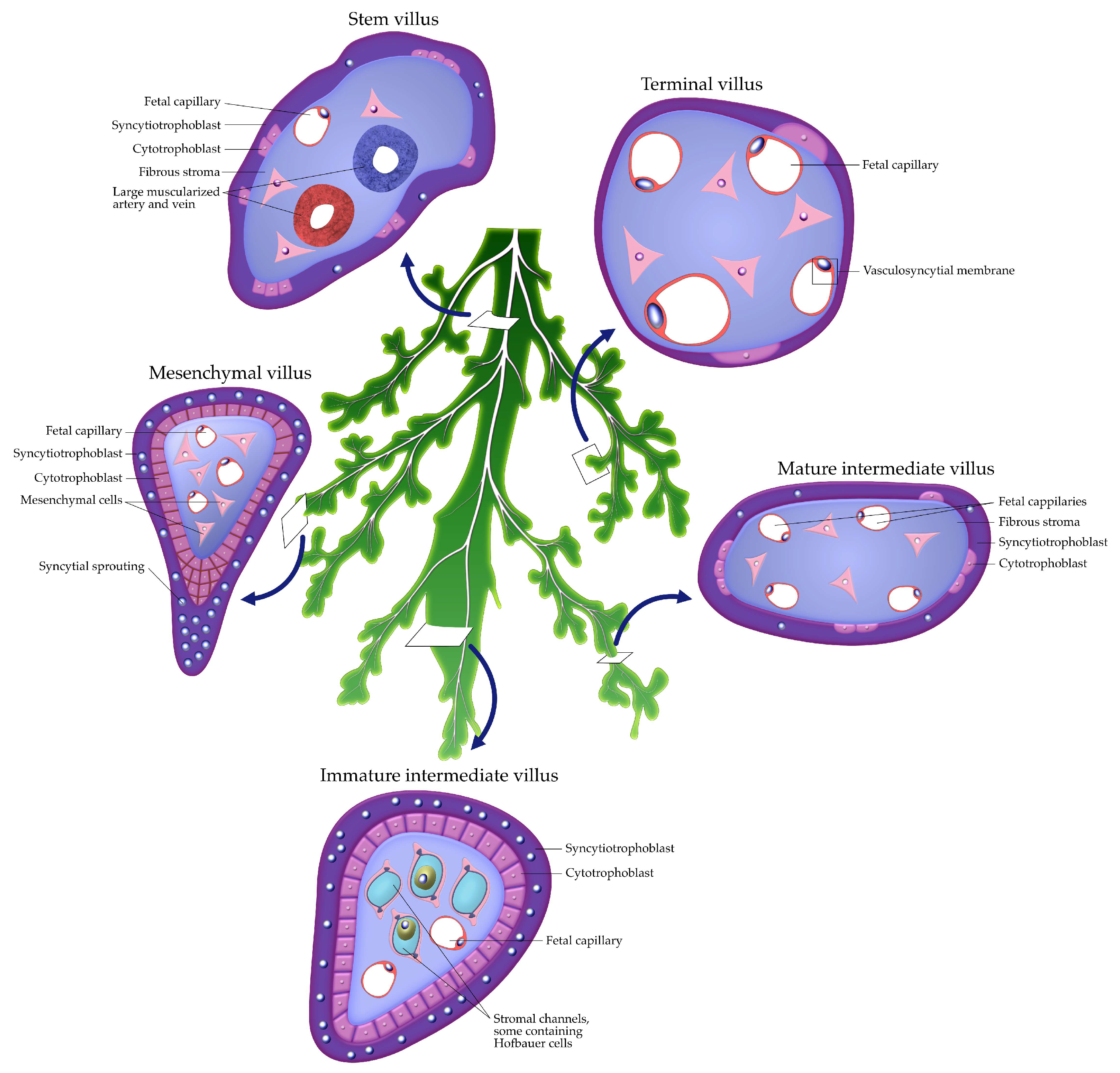 Ijms 26 09483 g001 Ijms 26 09483 g001