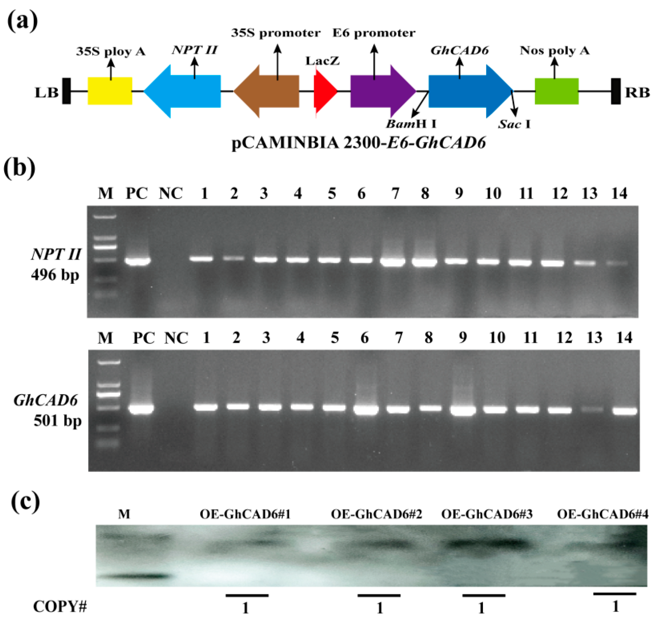 Ijms 26 09518 g001 Ijms 26 09518 g001