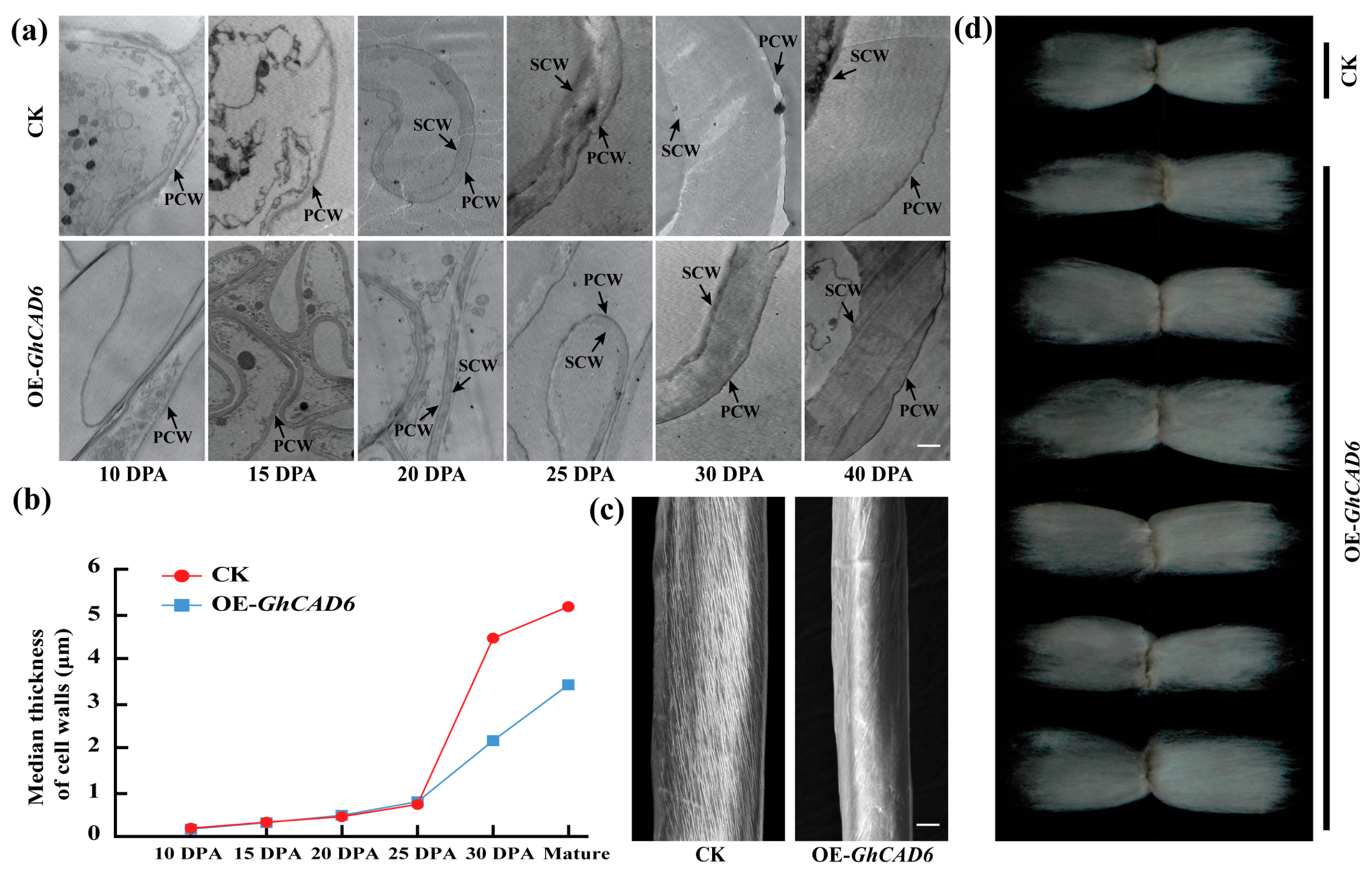 Ijms 26 09518 g004 Ijms 26 09518 g004
