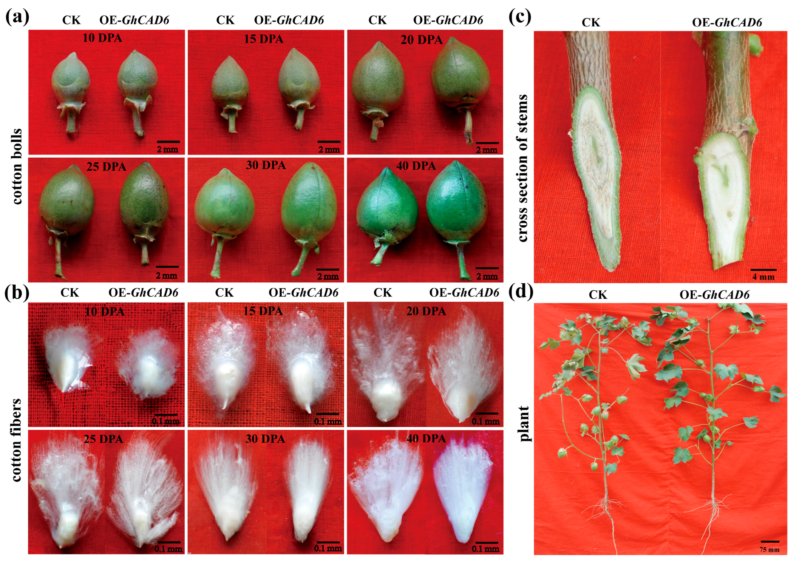 Ijms 26 09518 g005 Ijms 26 09518 g005