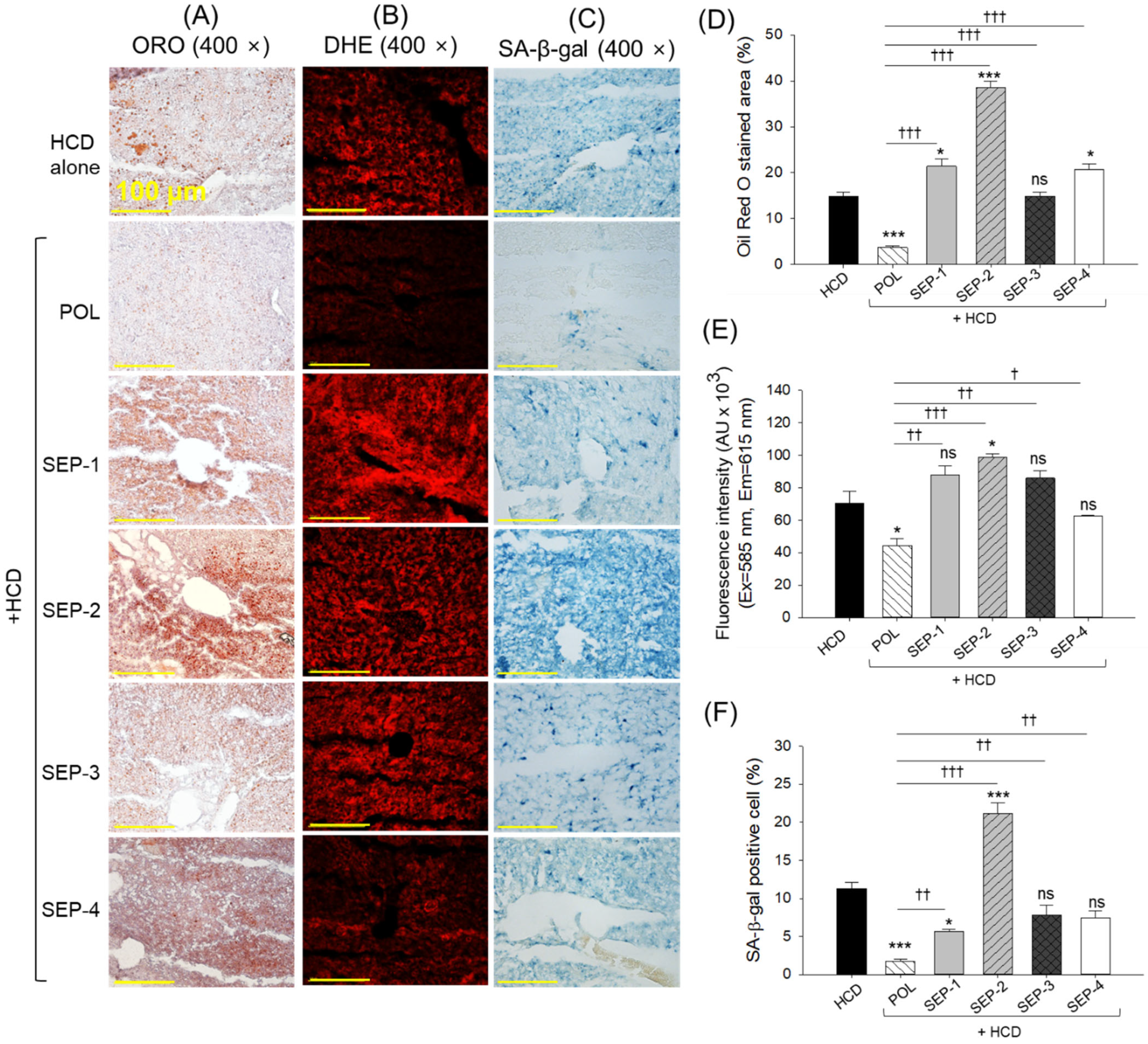 Ijms 26 09524 g007 Ijms 26 09524 g007