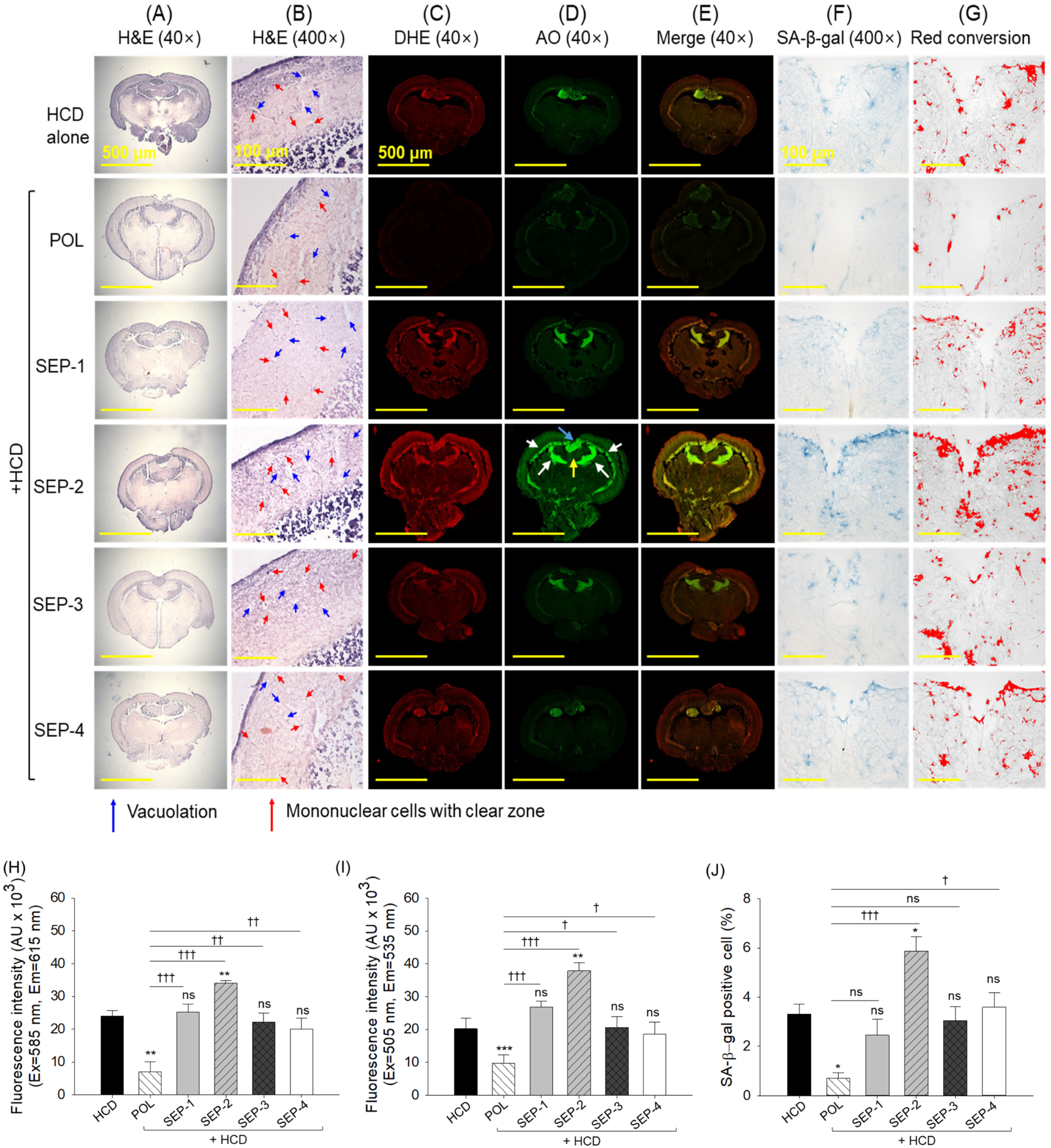 Ijms 26 09524 g009 Ijms 26 09524 g009