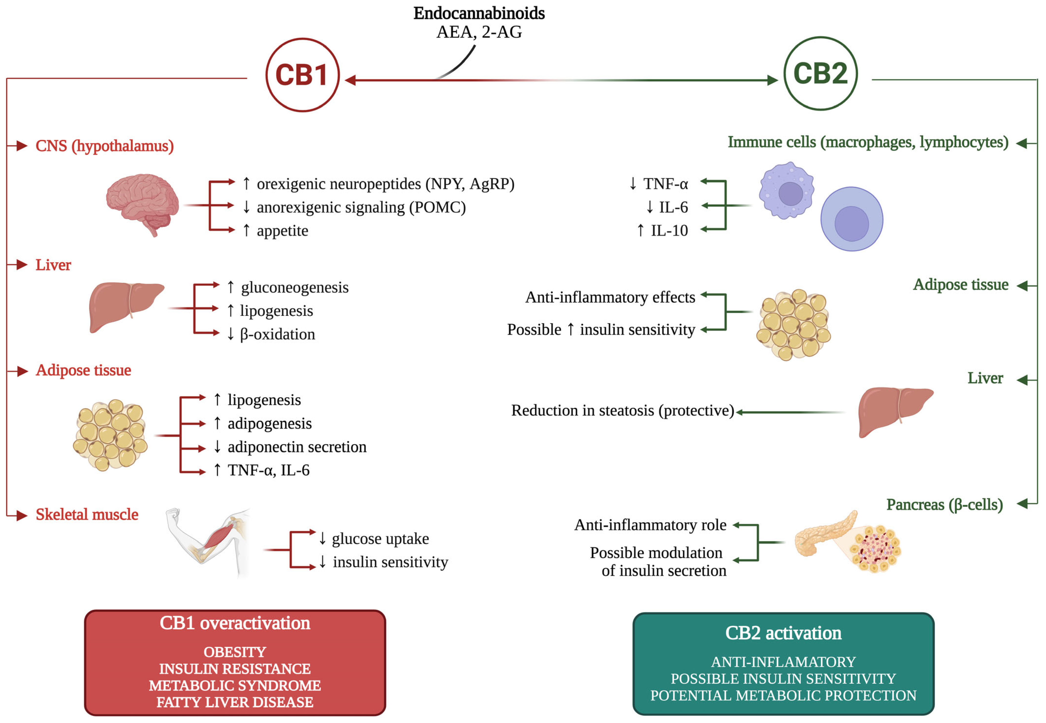 Ijms 26 09549 g002 Ijms 26 09549 g002