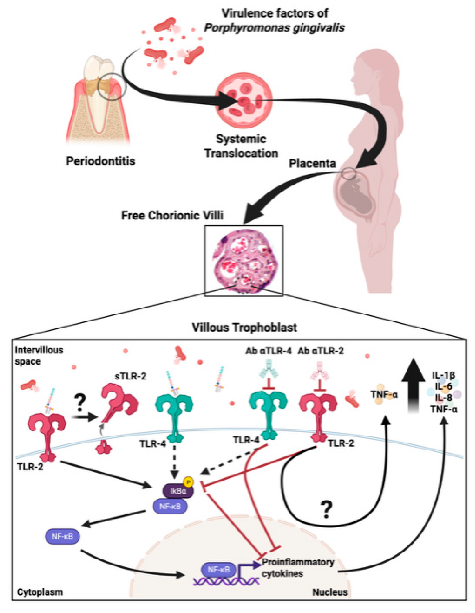 Ijms 26 09558 g005 Ijms 26 09558 g005