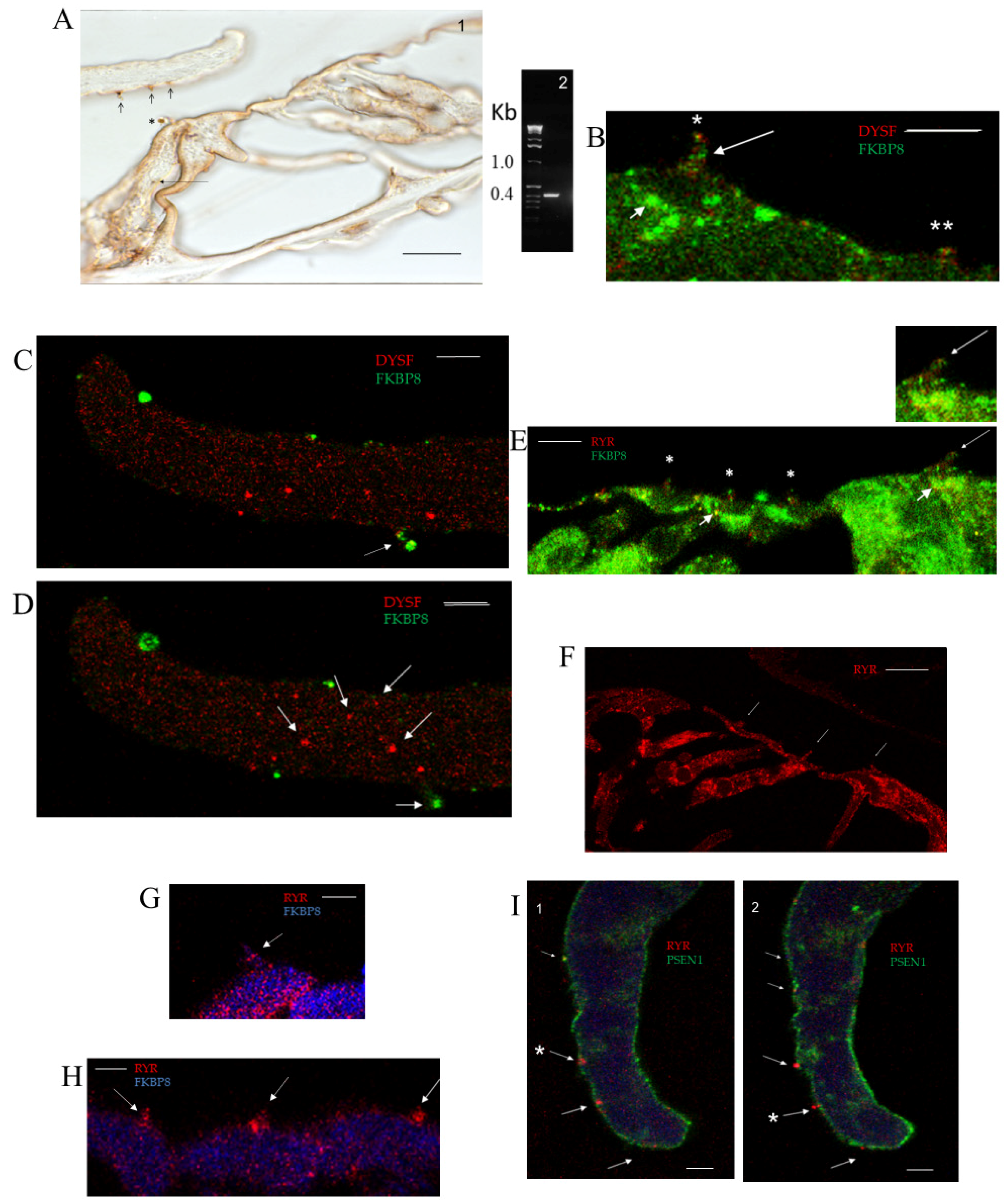Ijms 26 09559 g001 Ijms 26 09559 g001