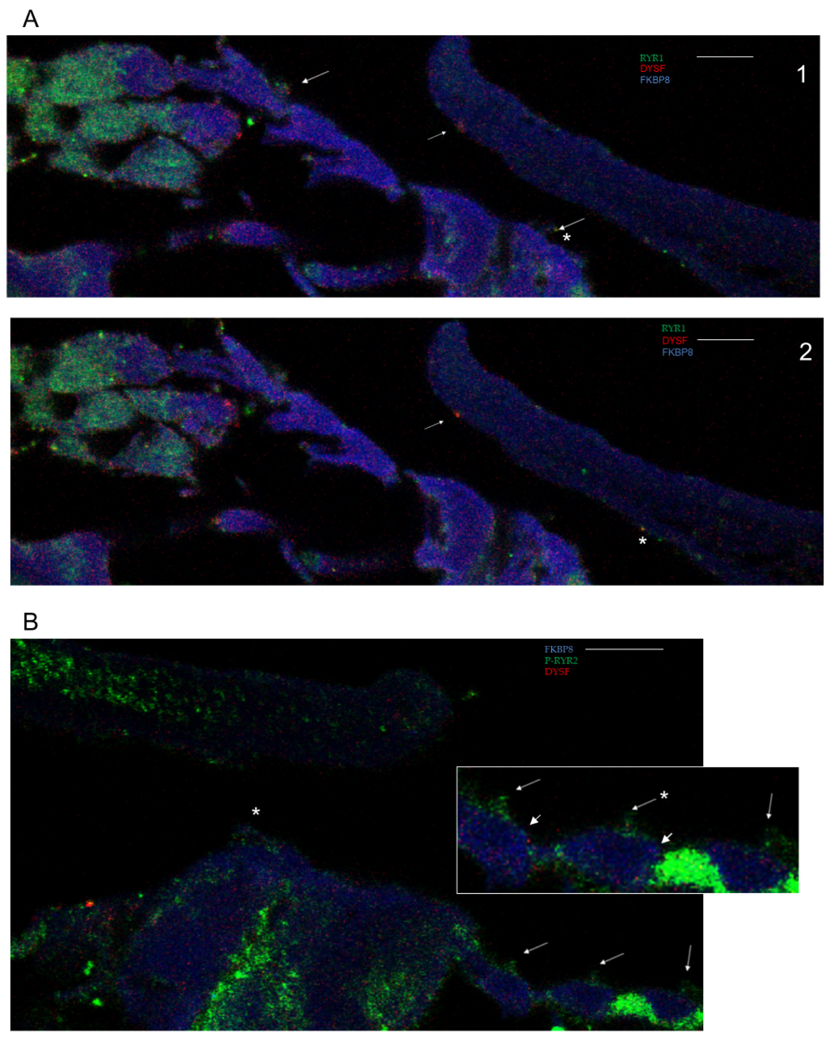 Ijms 26 09559 g003 Ijms 26 09559 g003