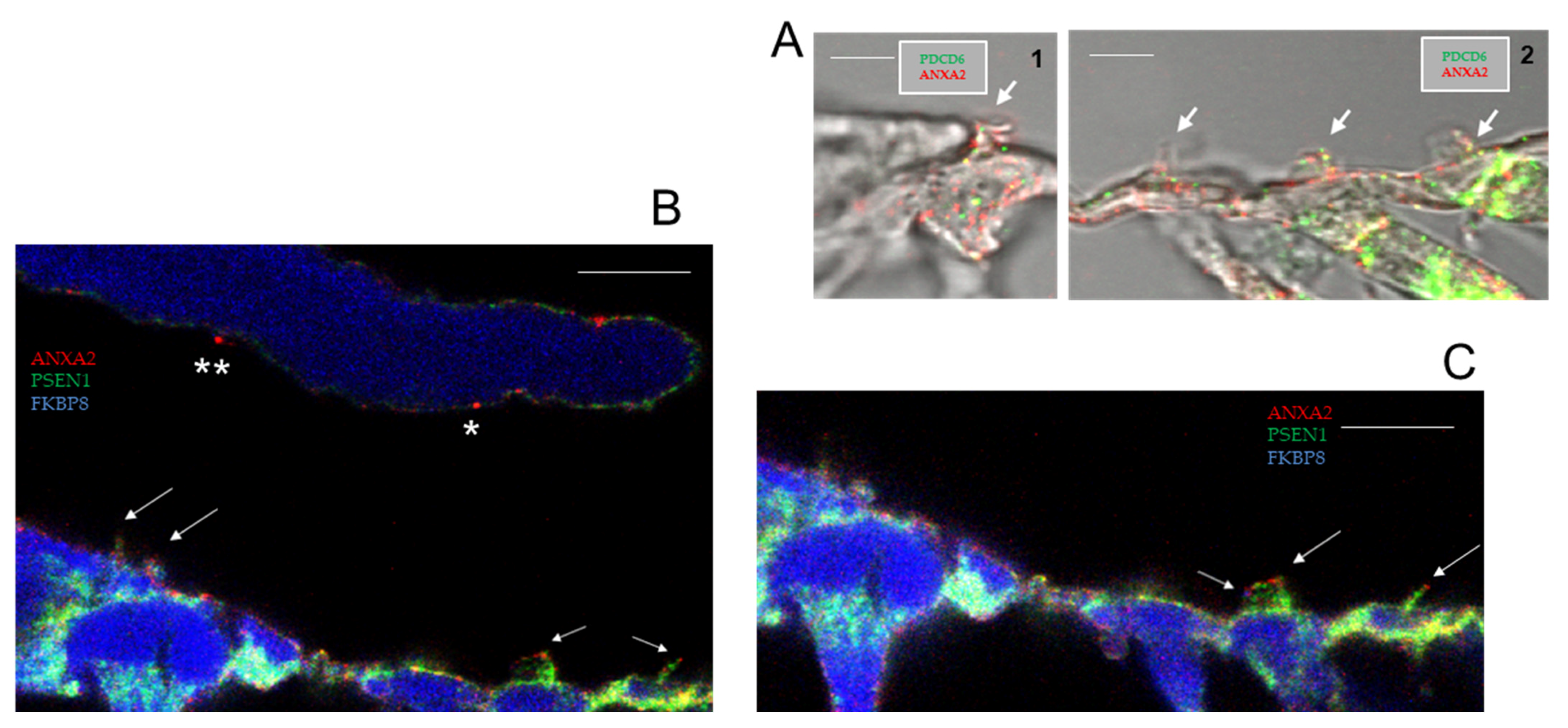 Ijms 26 09559 g004 Ijms 26 09559 g004