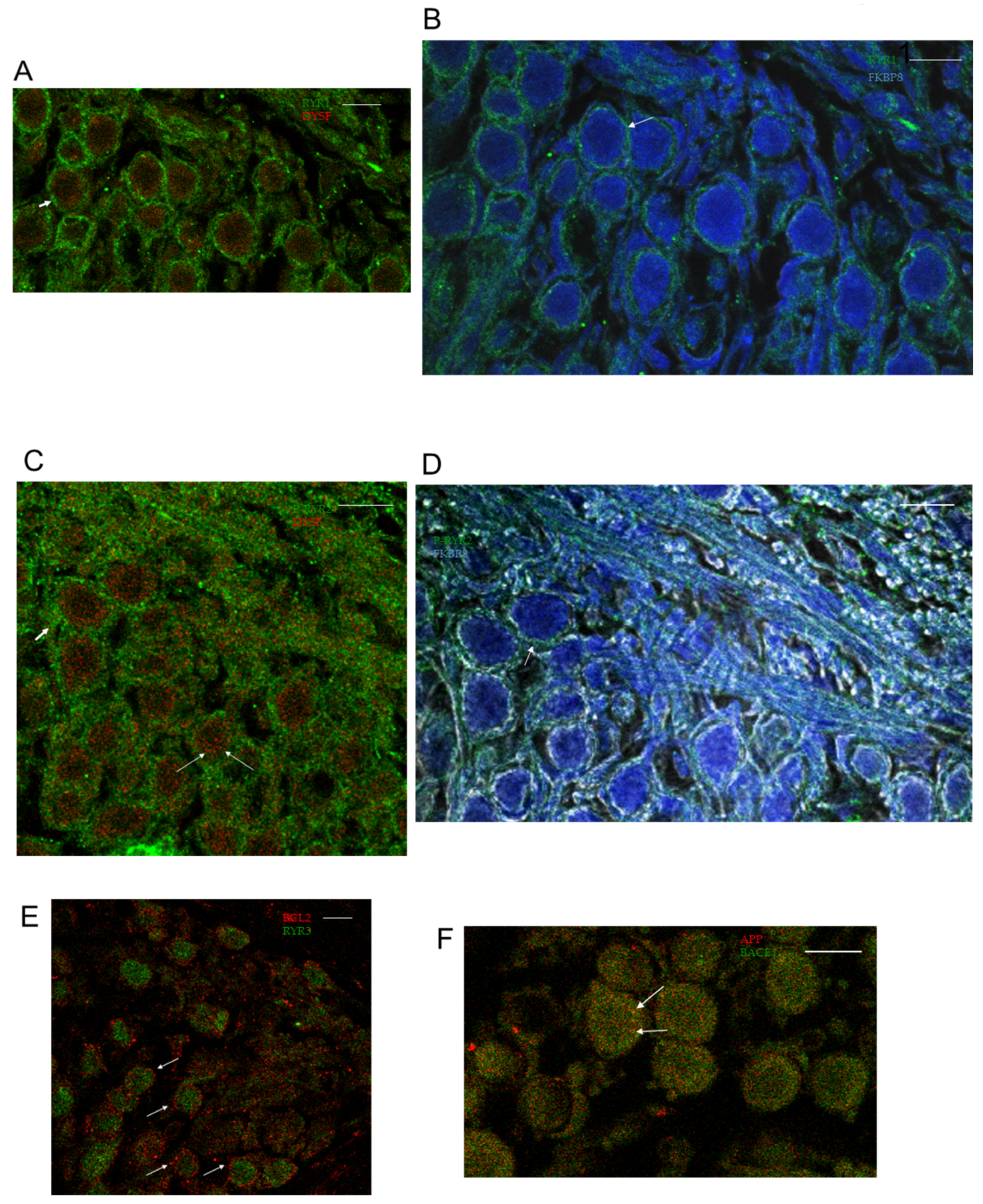 Ijms 26 09559 g007 Ijms 26 09559 g007
