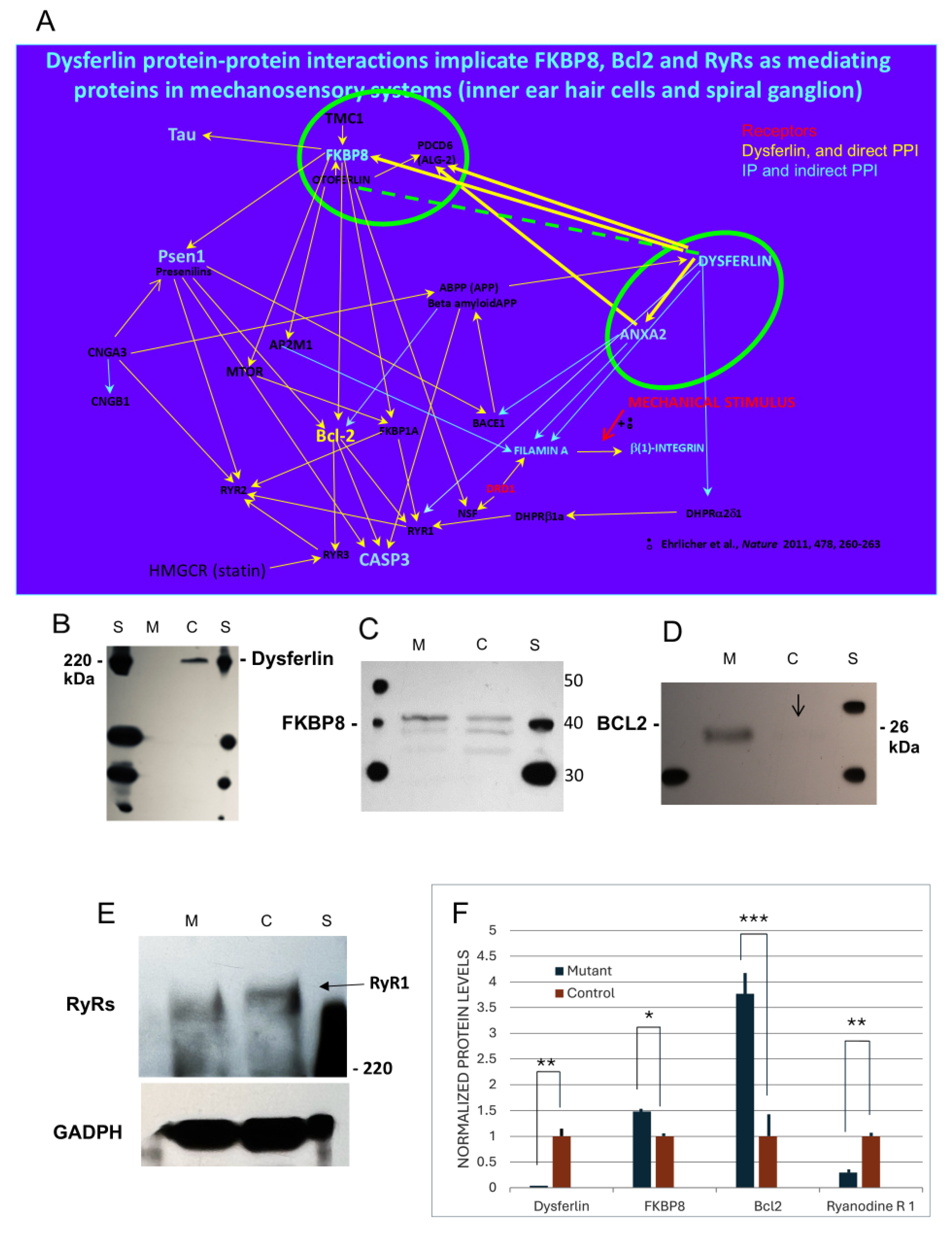 Ijms 26 09559 g008 Ijms 26 09559 g008