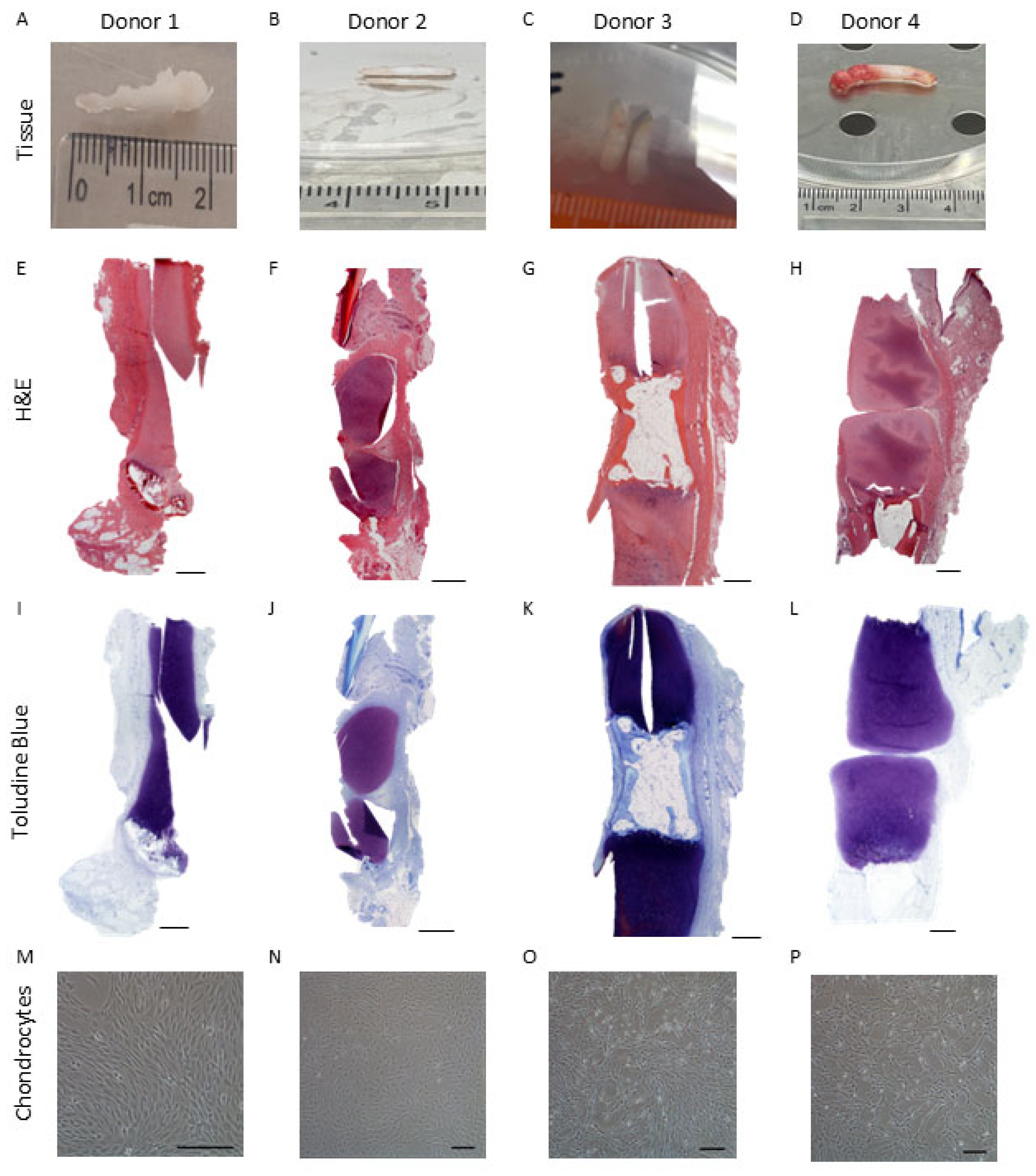 Ijms 26 09566 g001 Ijms 26 09566 g001