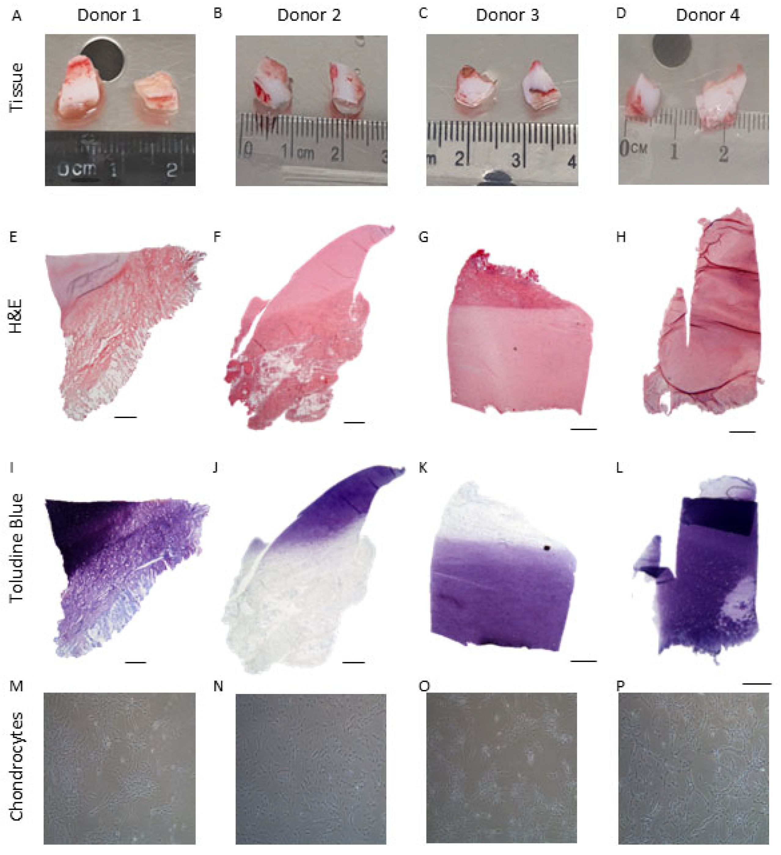 Ijms 26 09566 g002 Ijms 26 09566 g002