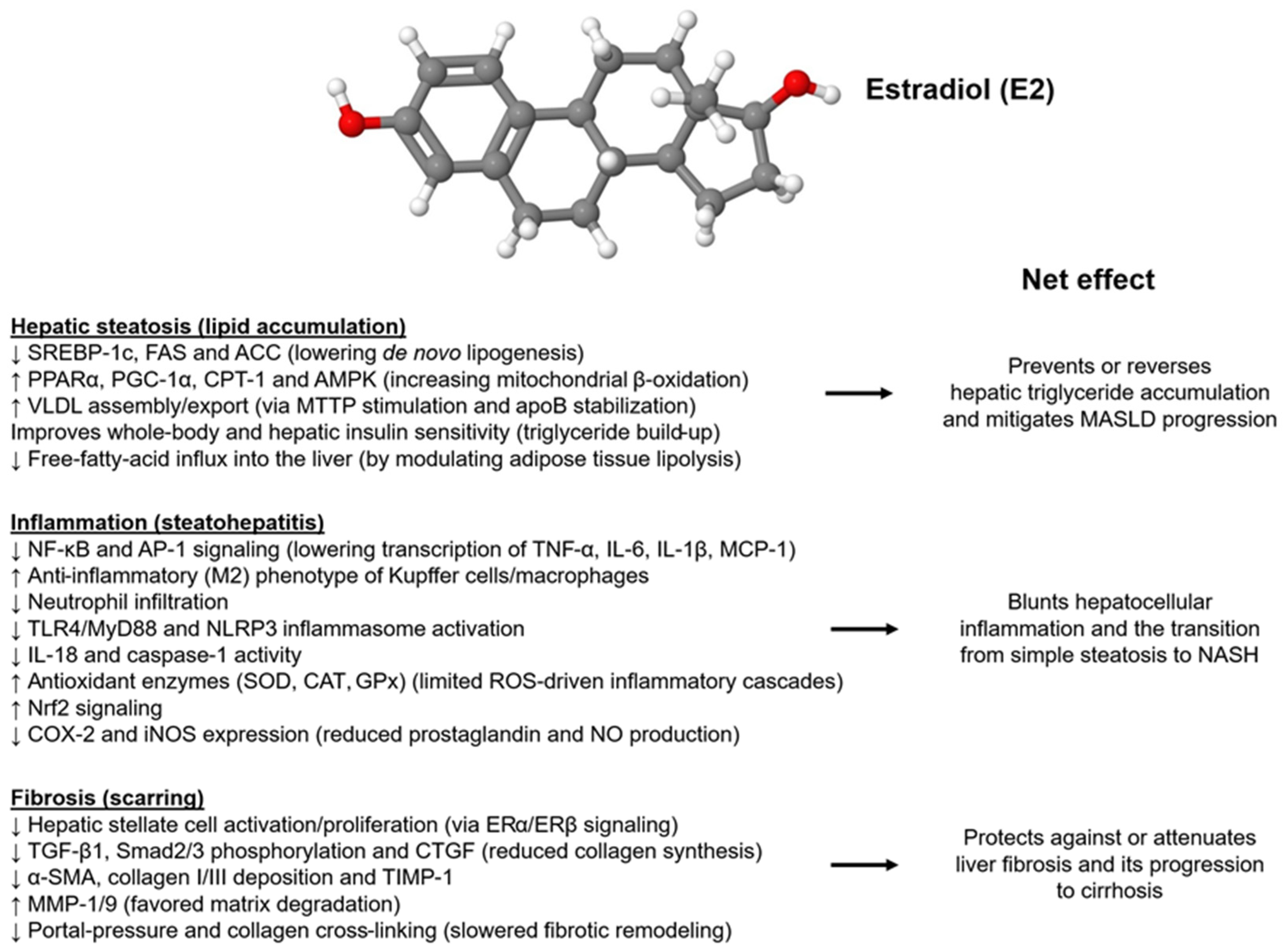 Ijms 26 09594 g002 Ijms 26 09594 g002