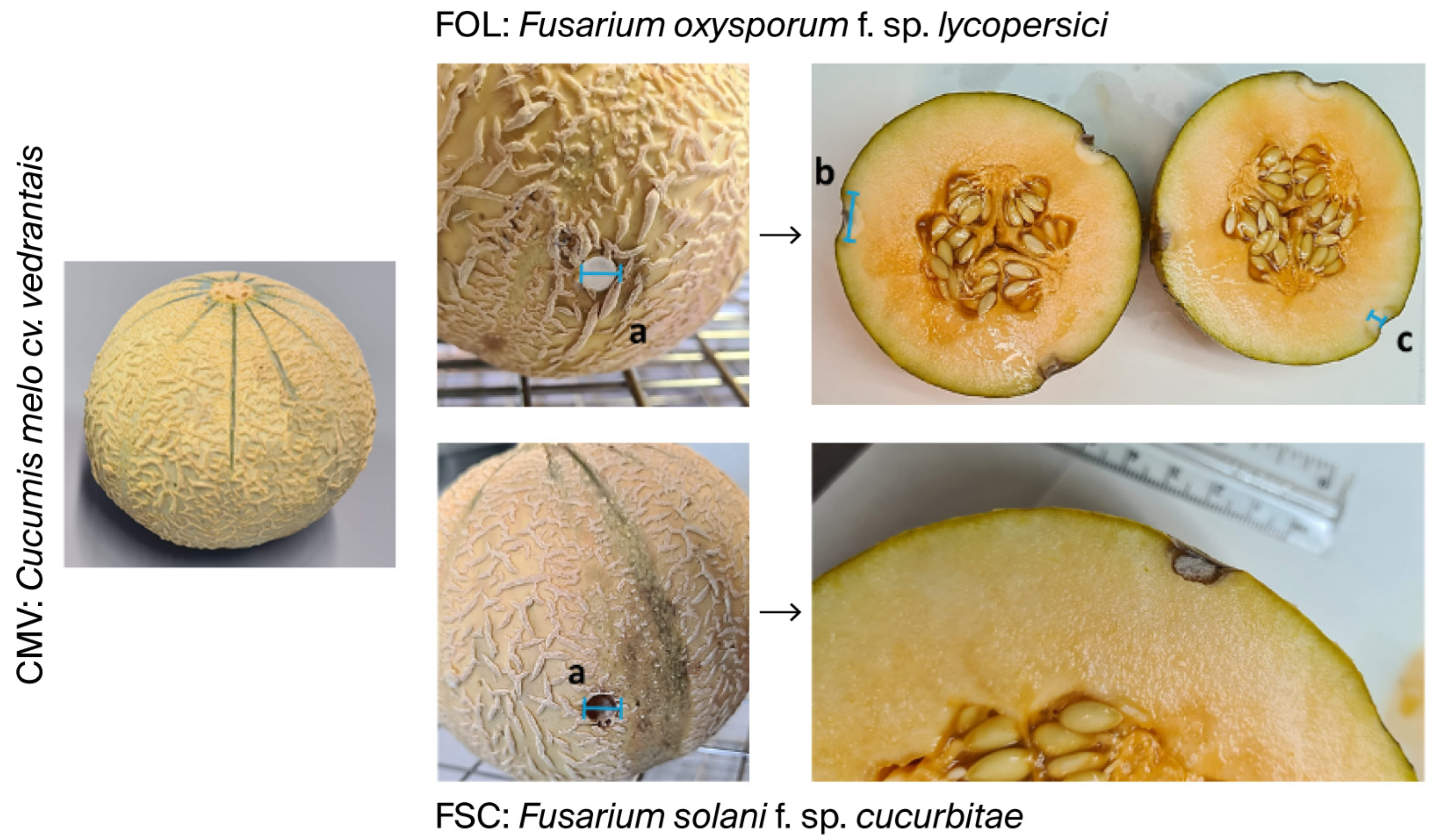 Ijms 26 09603 g005 Ijms 26 09603 g005