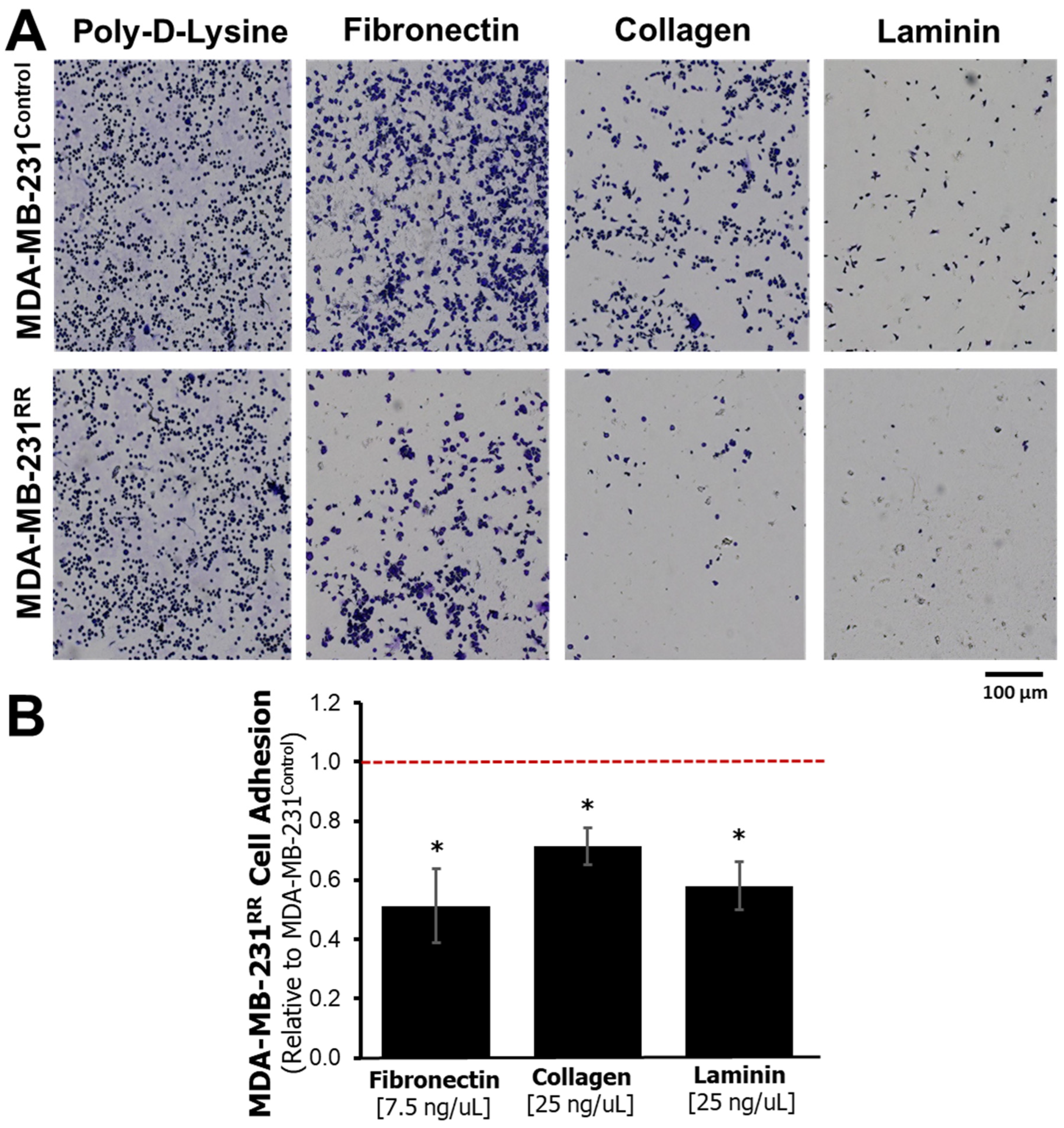 Ijms 26 09611 g003 Ijms 26 09611 g003