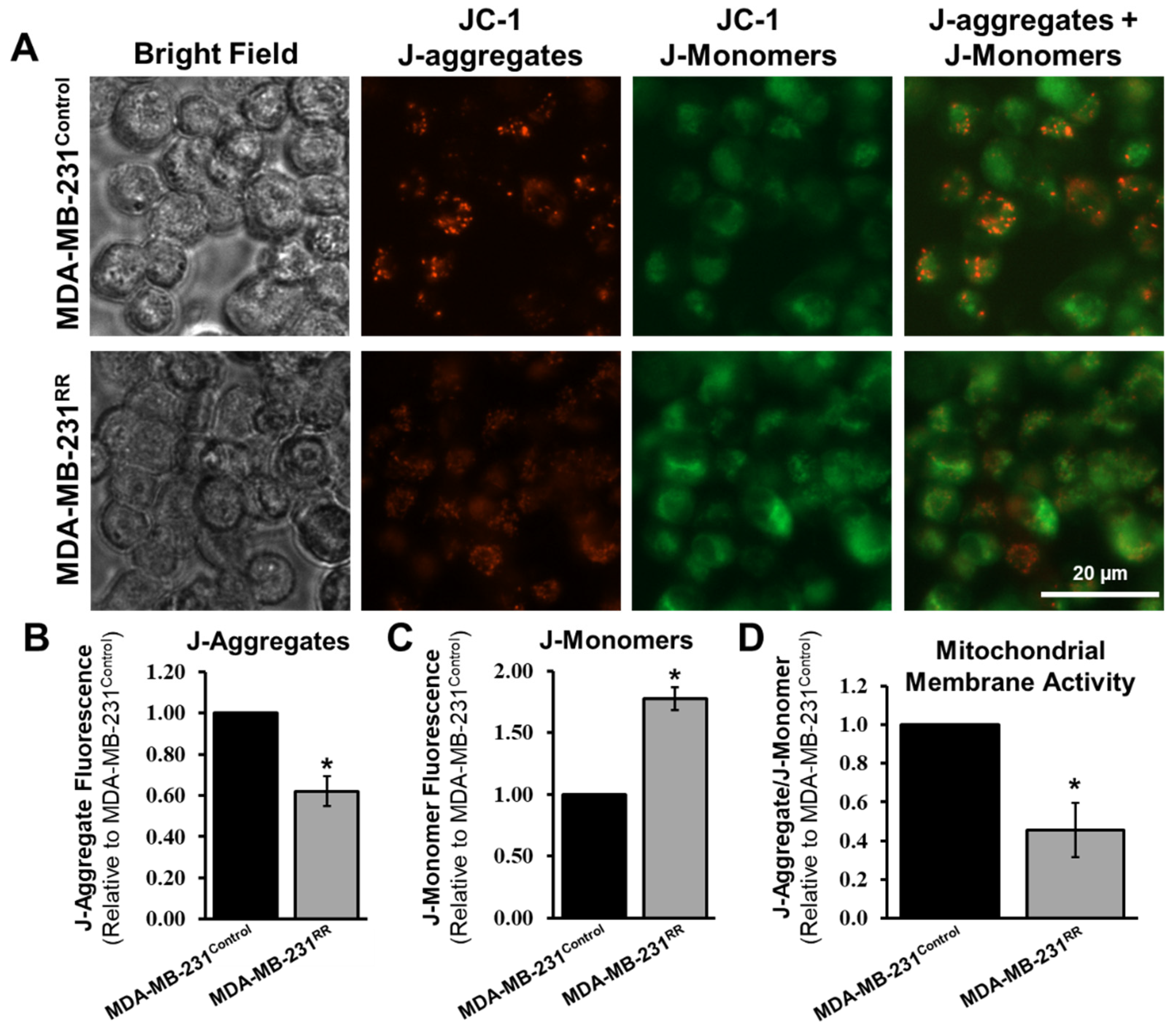 Ijms 26 09611 g006 Ijms 26 09611 g006