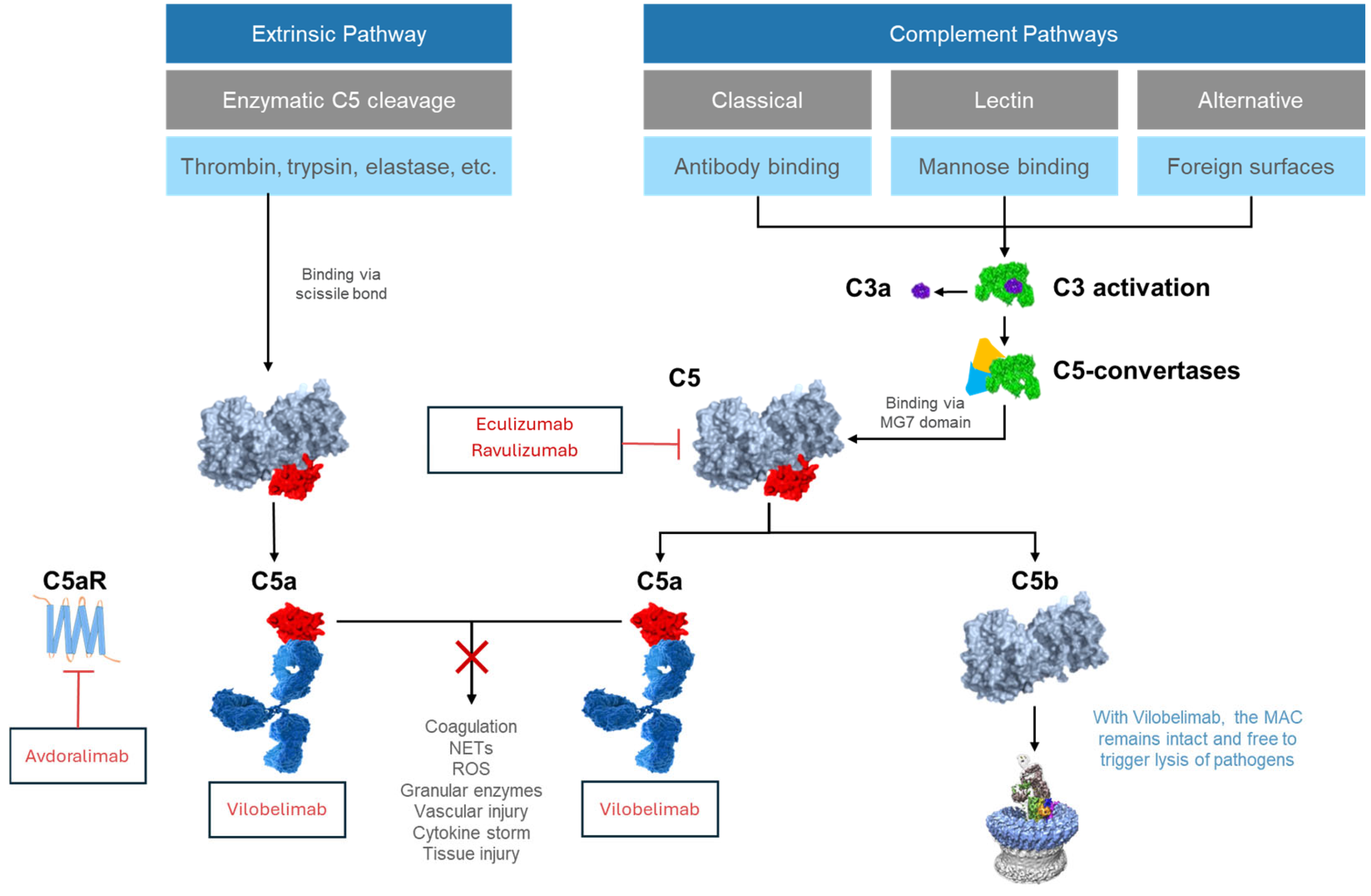 Ijms 26 09628 g001 Ijms 26 09628 g001