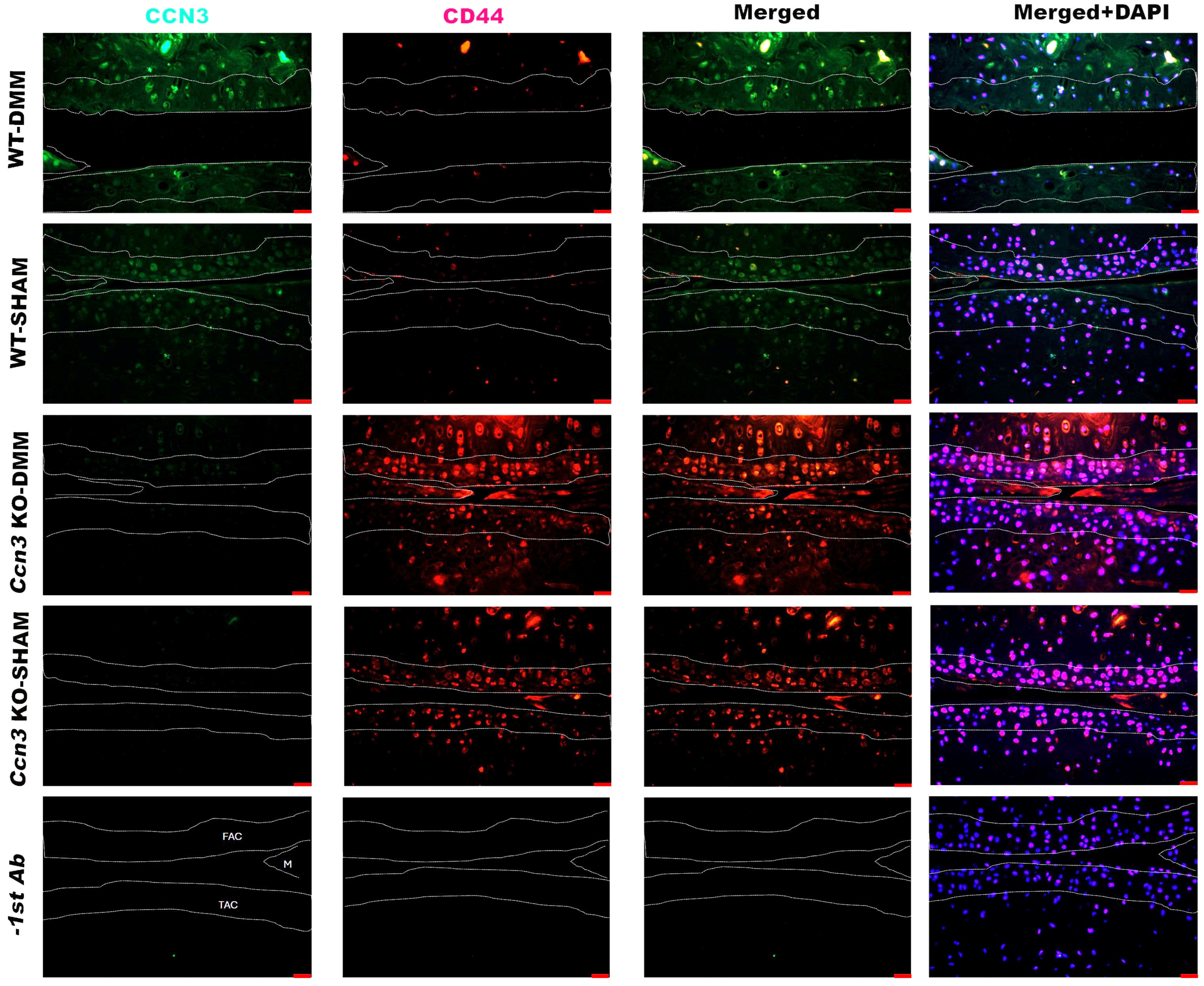 Ijms 26 09630 g004 Ijms 26 09630 g004