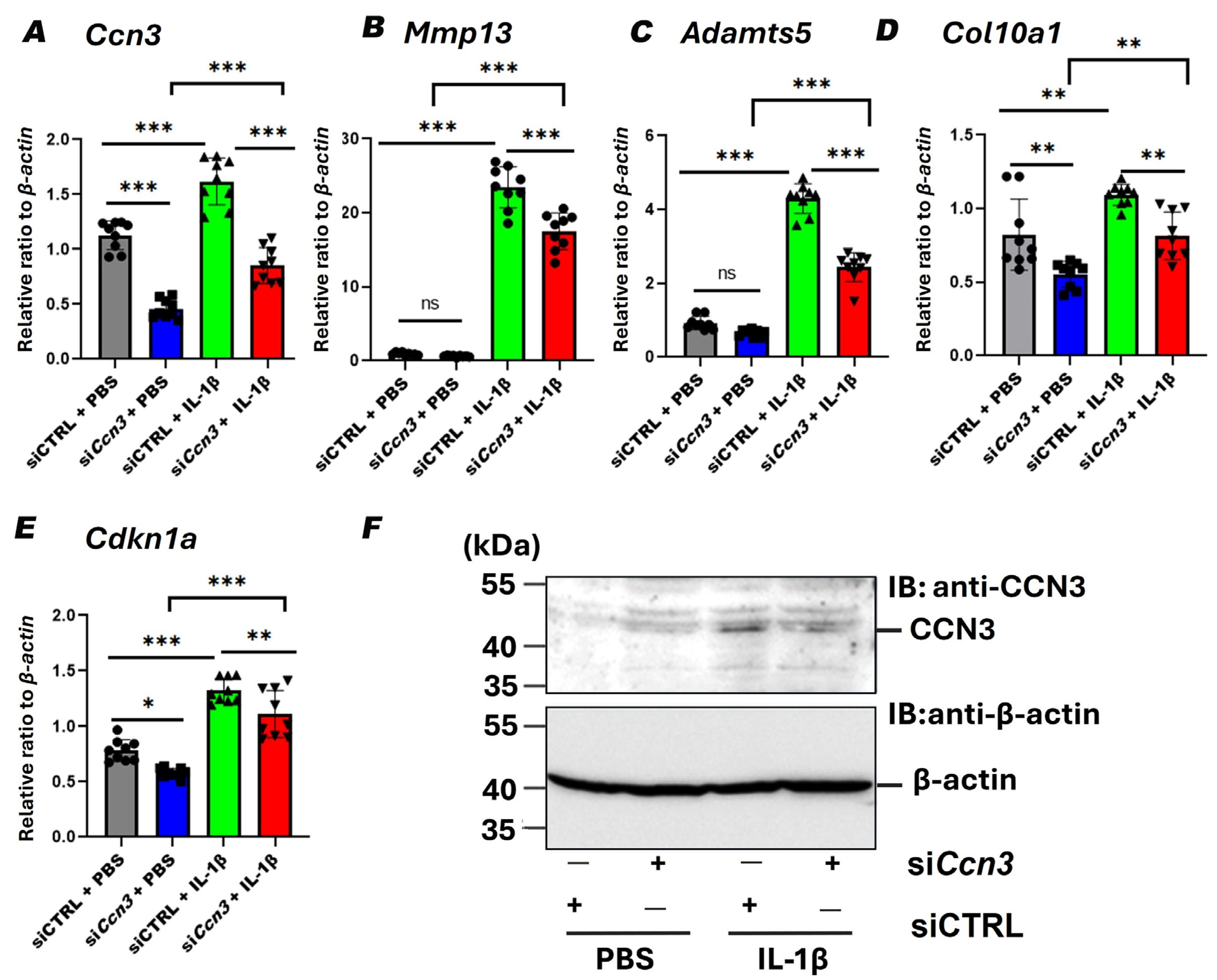 Ijms 26 09630 g006 Ijms 26 09630 g006