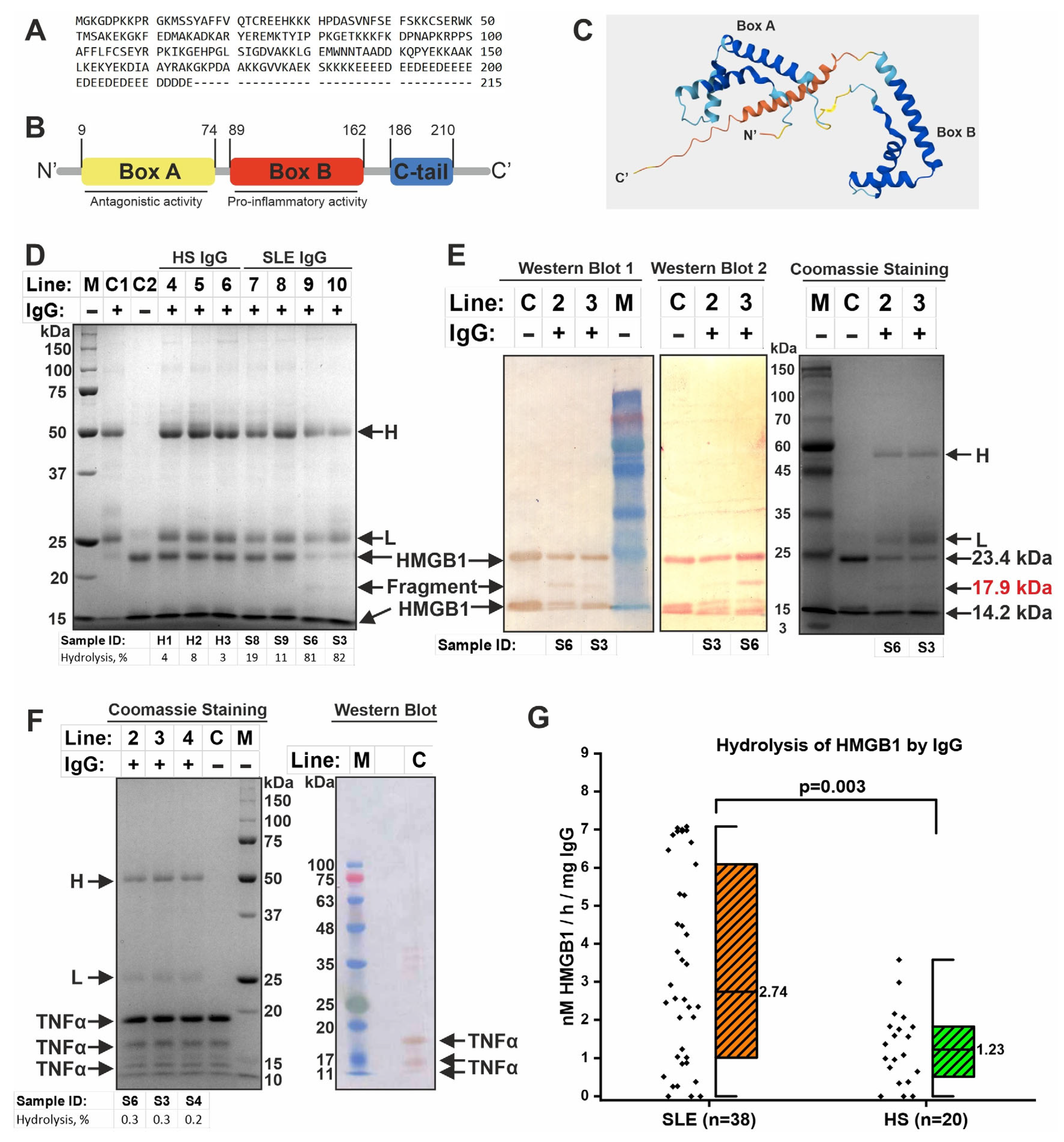 Ijms 26 09635 g003 Ijms 26 09635 g003