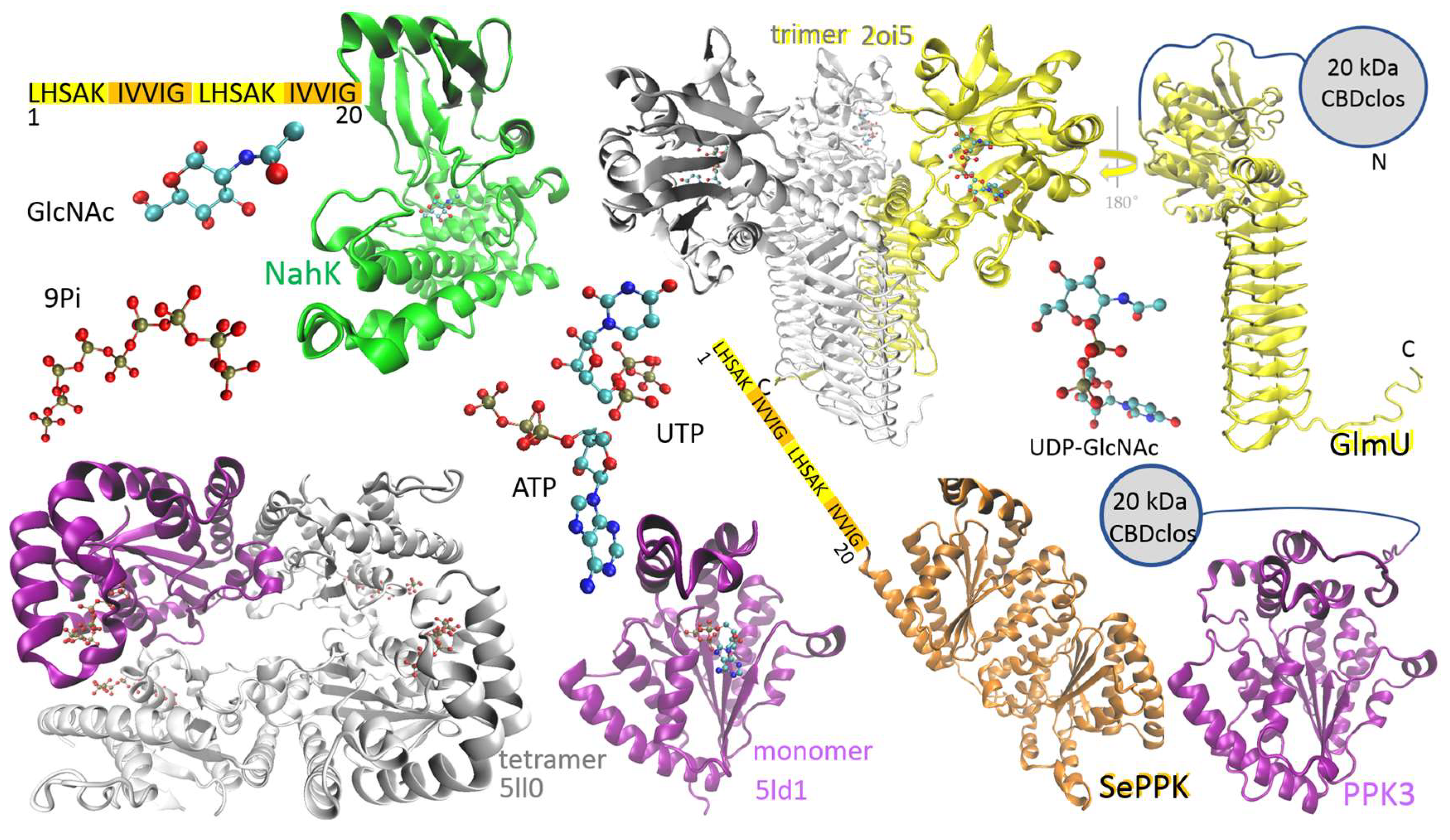 Ijms 26 09679 g001 Ijms 26 09679 g001