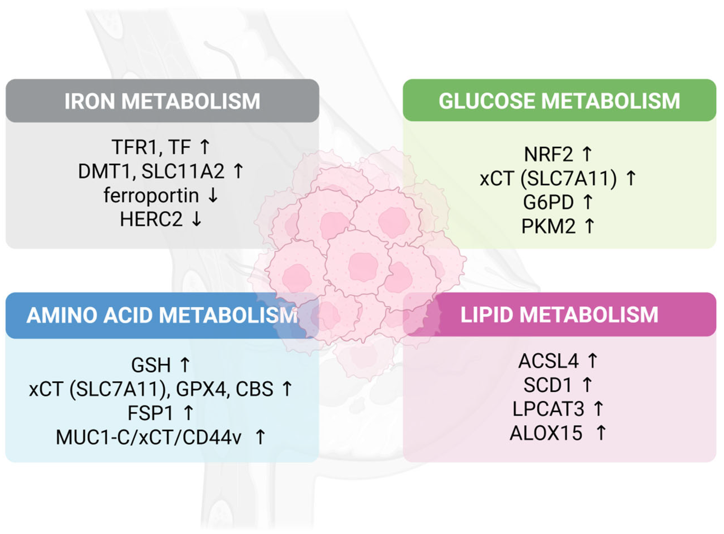Ijms 26 09686 g001 Ijms 26 09686 g001