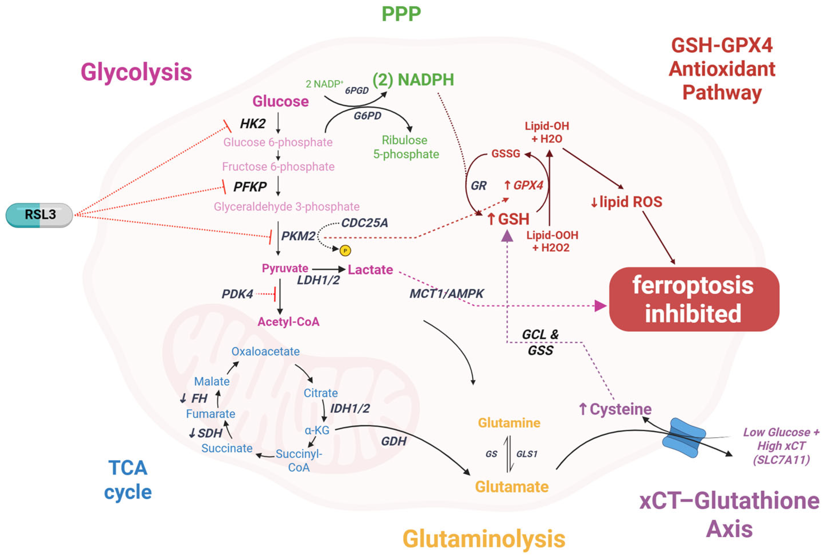 Ijms 26 09686 g002 Ijms 26 09686 g002