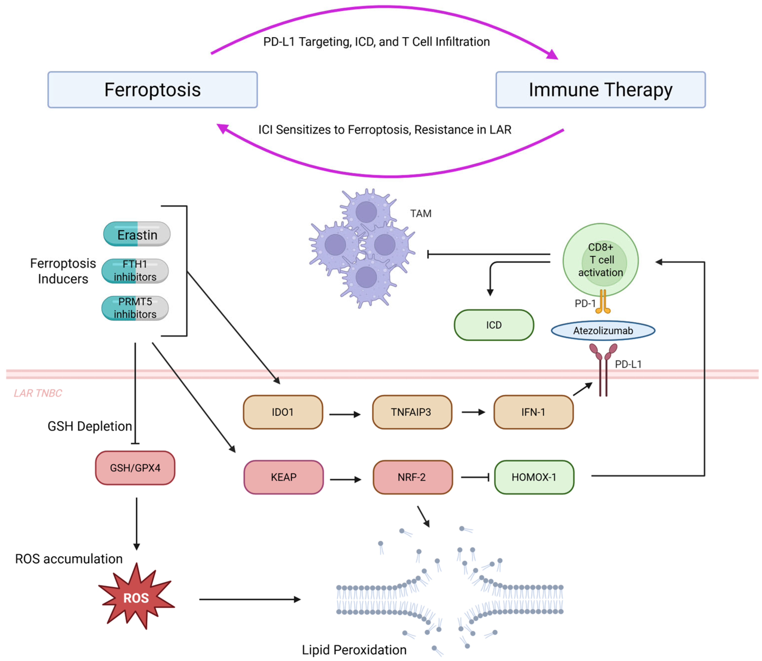 Ijms 26 09686 g003 Ijms 26 09686 g003