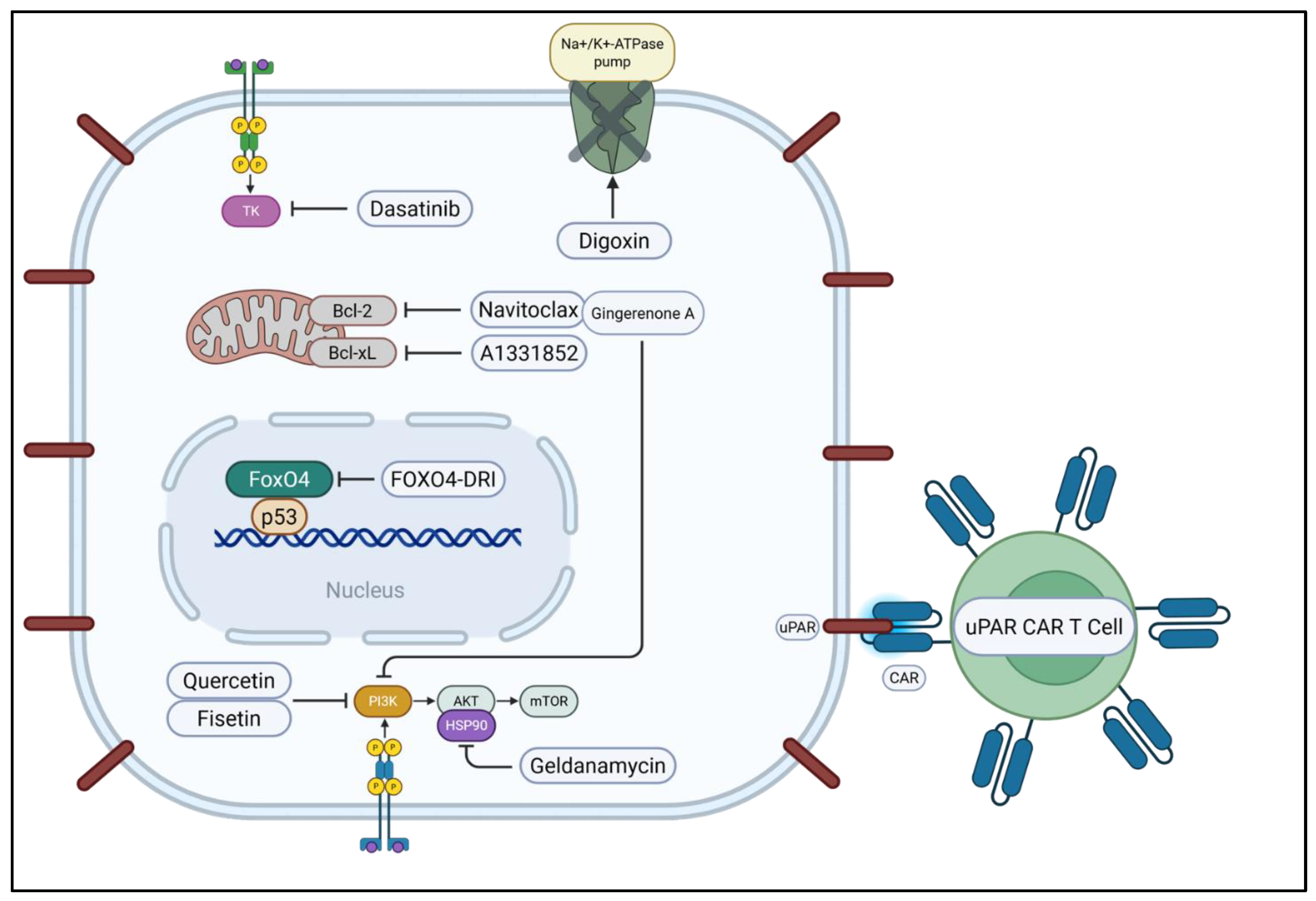 Ijms 26 09687 g003 Ijms 26 09687 g003