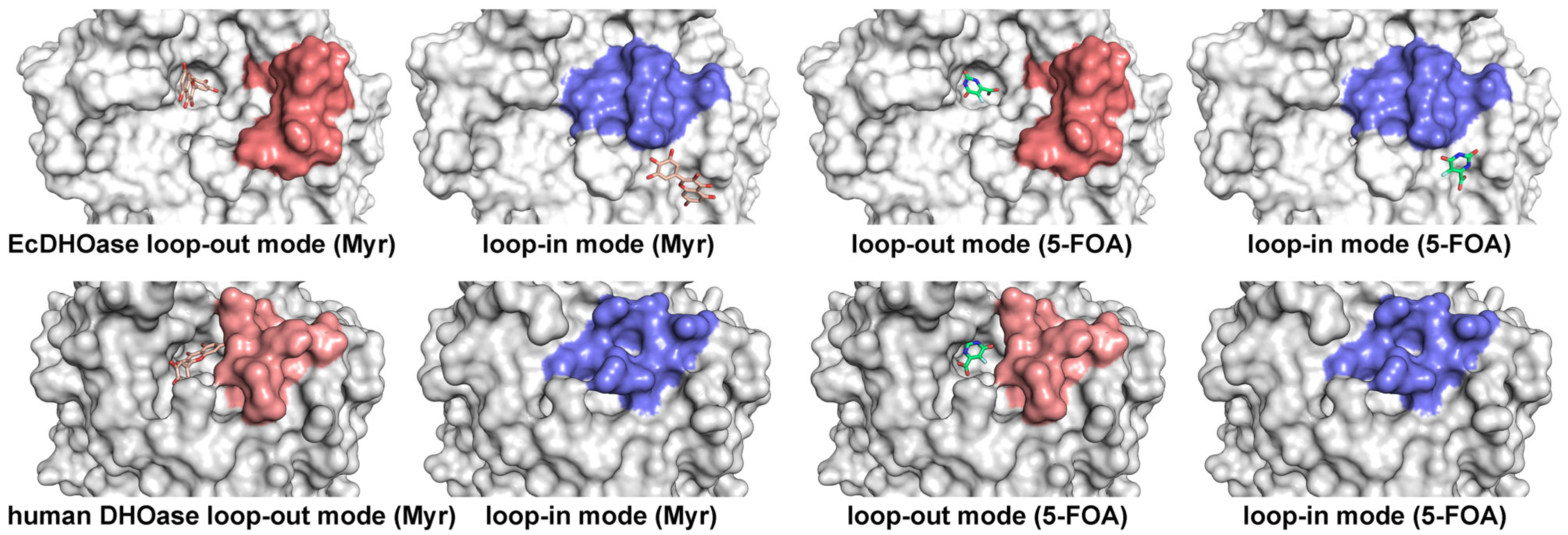 Ijms 26 09688 g013 Ijms 26 09688 g013