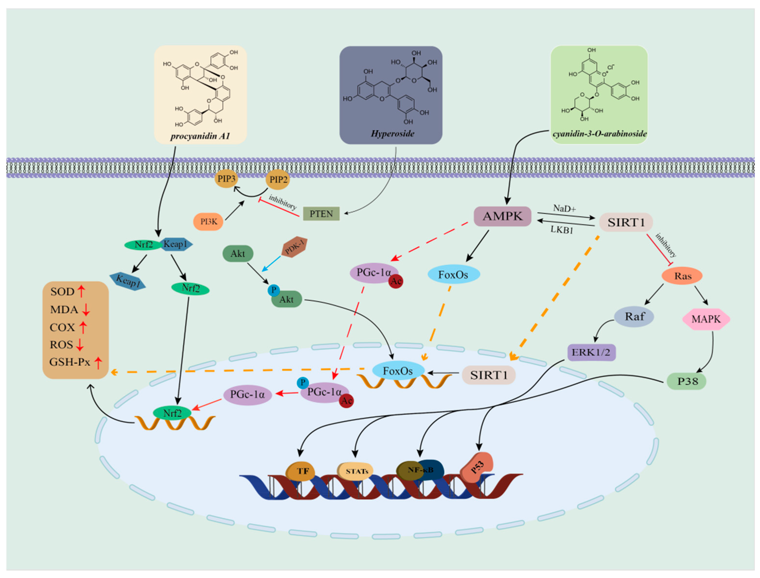 Ijms 26 09707 g008 Ijms 26 09707 g008
